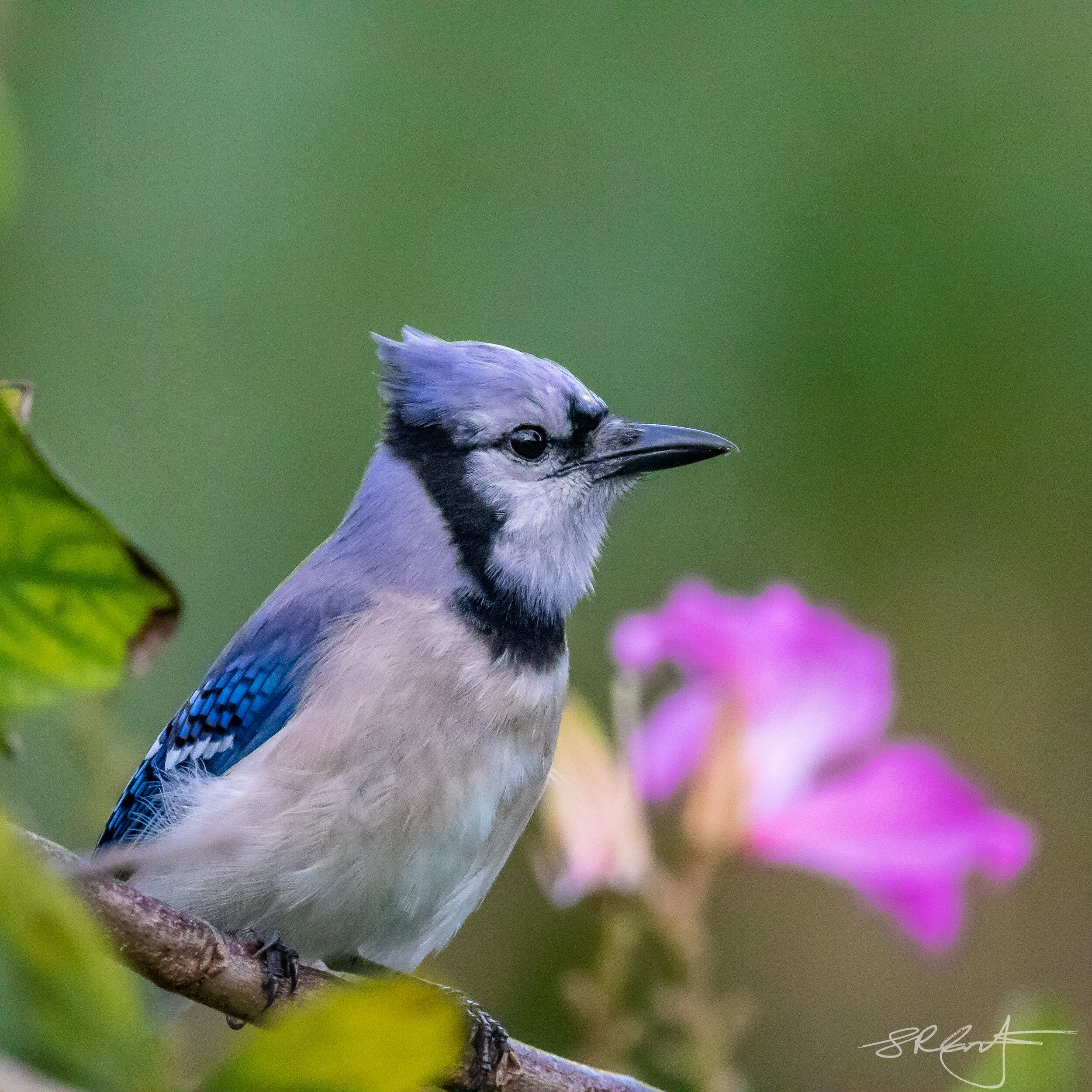 Blue Jay in the Hong Kong Orchid