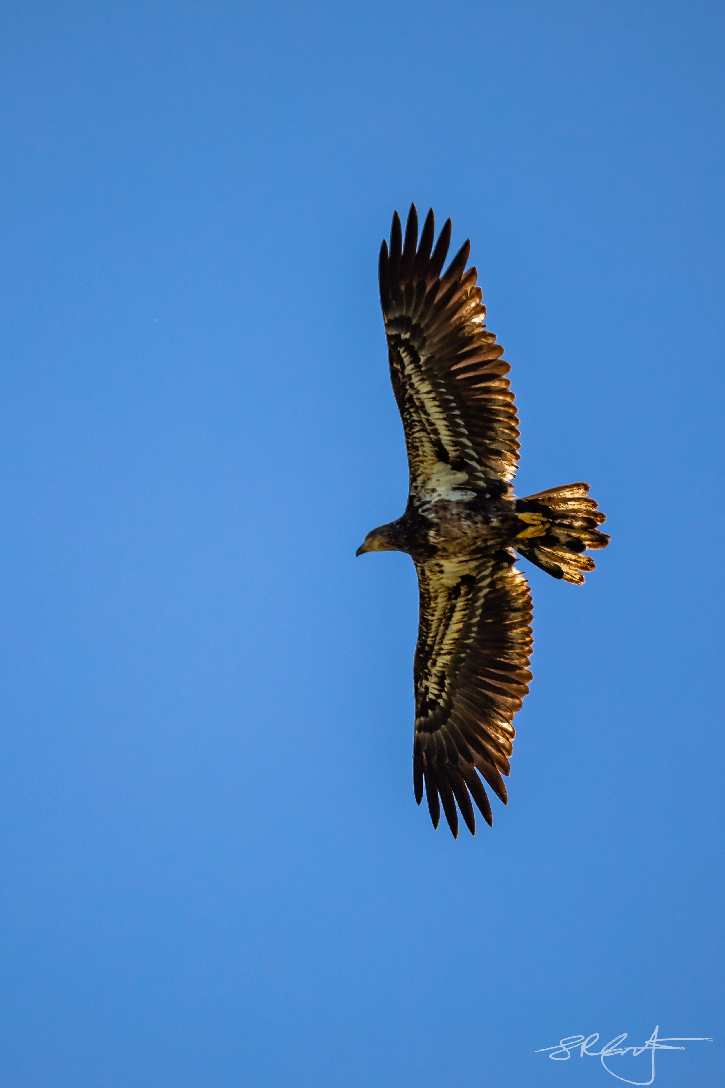 Juvenile Bald Eagle, Mediterra