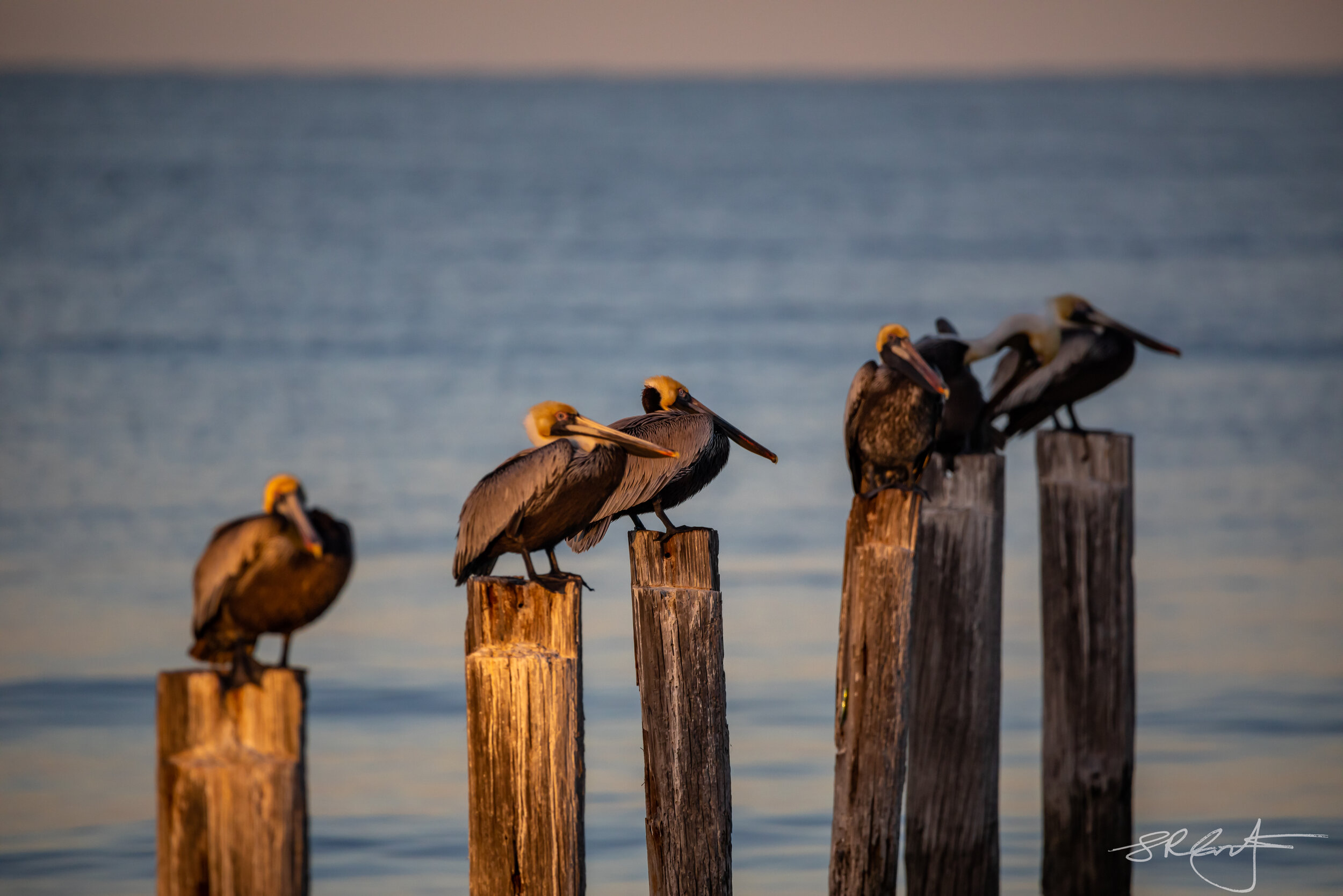 Brown Pelicans, Little Estero Lagoon