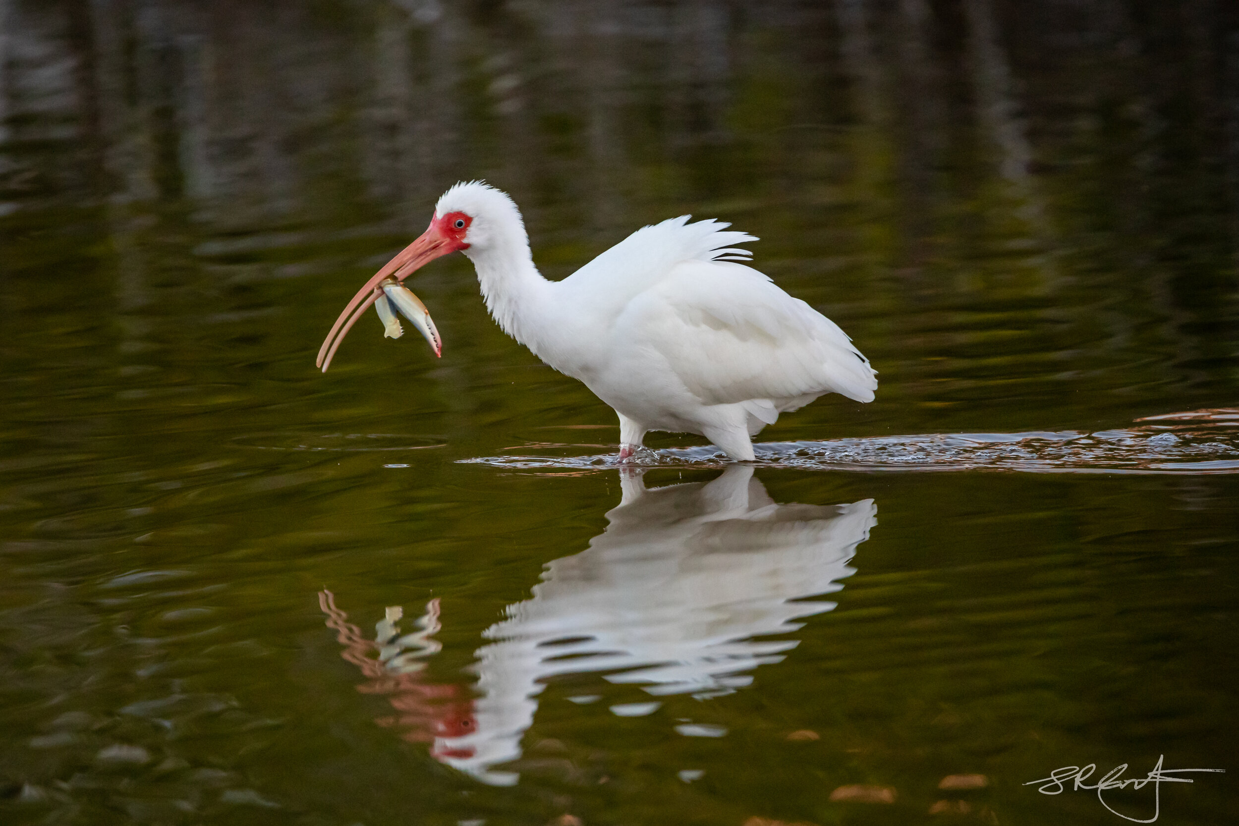 White Ibis, Little Estero Lagoon