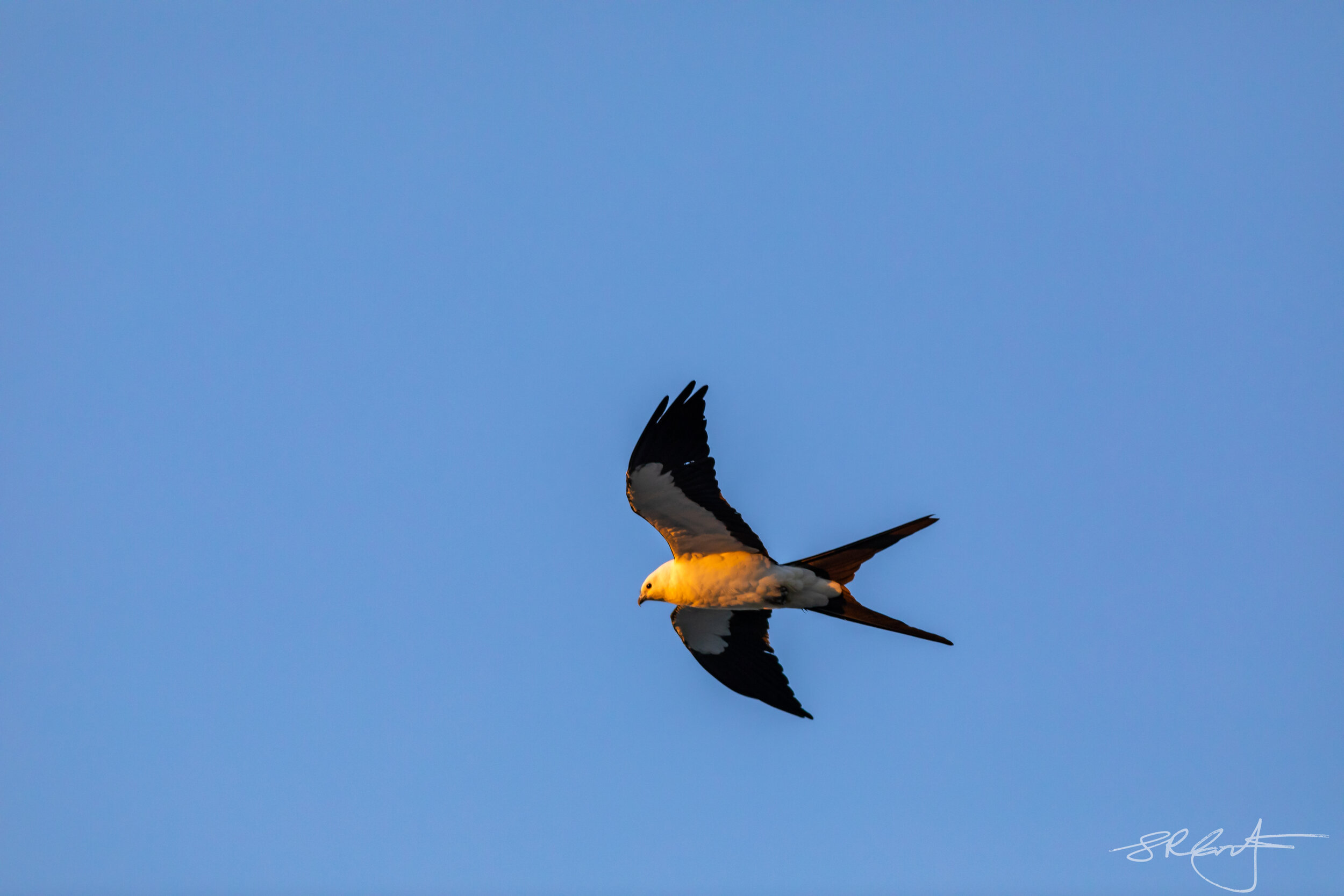 Swallow Tail Kite welcomes us to CREW.