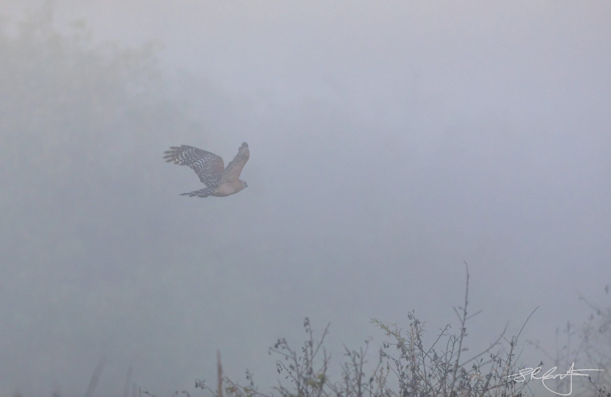 Red Shouldered hawk, through the morning fog, CREW.