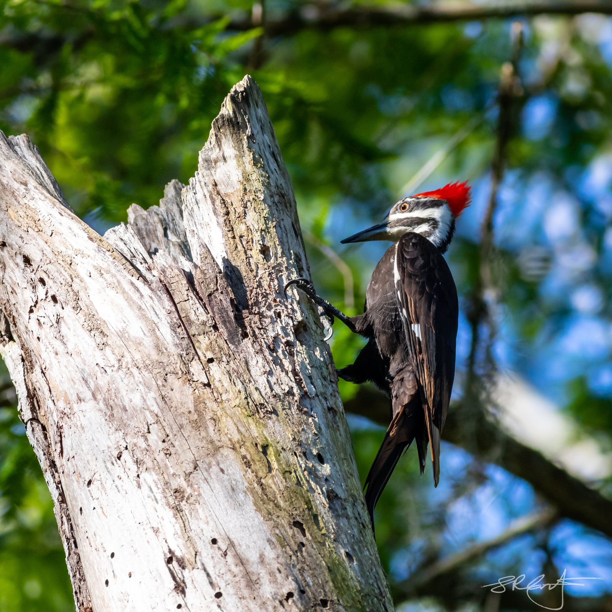 Pileated Woodpecker, CREW