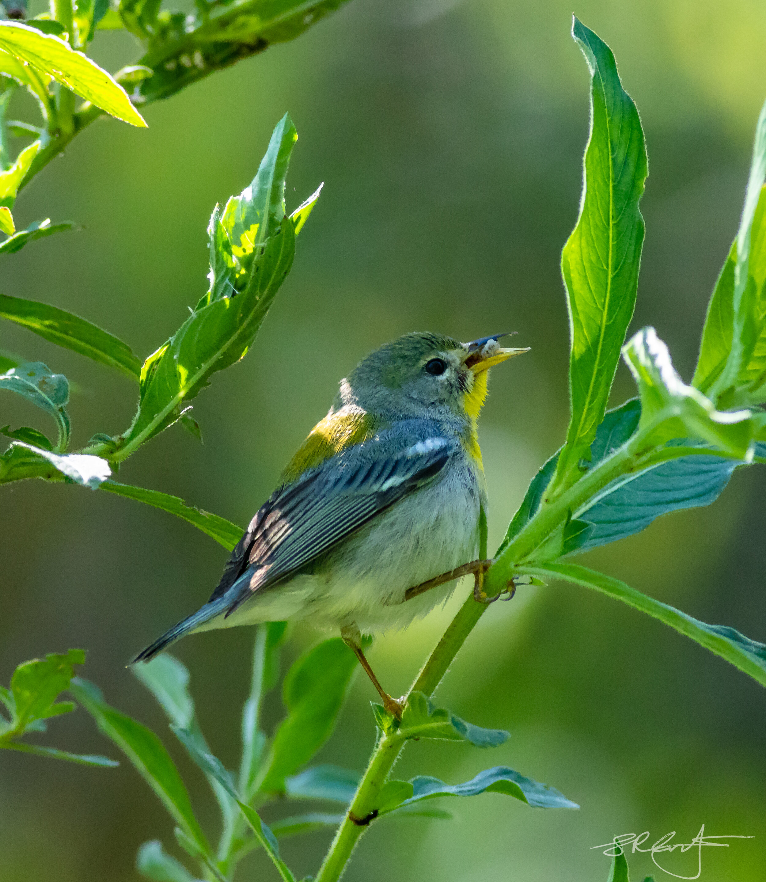 Northen Parula, with a tasty morsel.