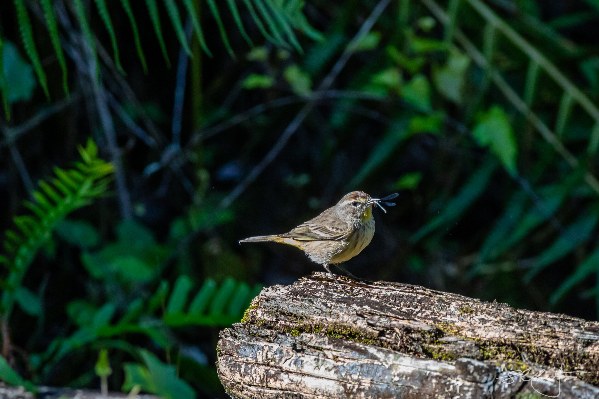 Palm Warbler with Dragonfly.
