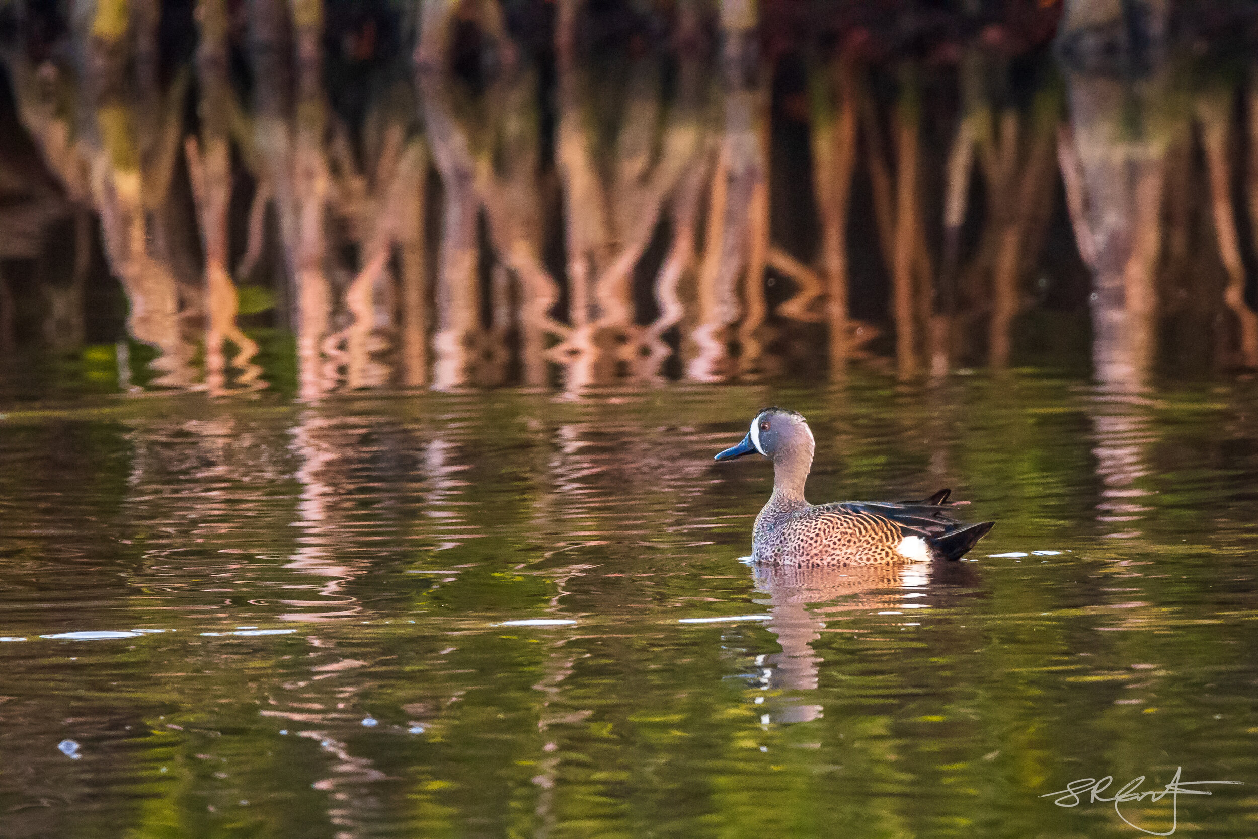 Blue Winged Teal, Marsh Trail