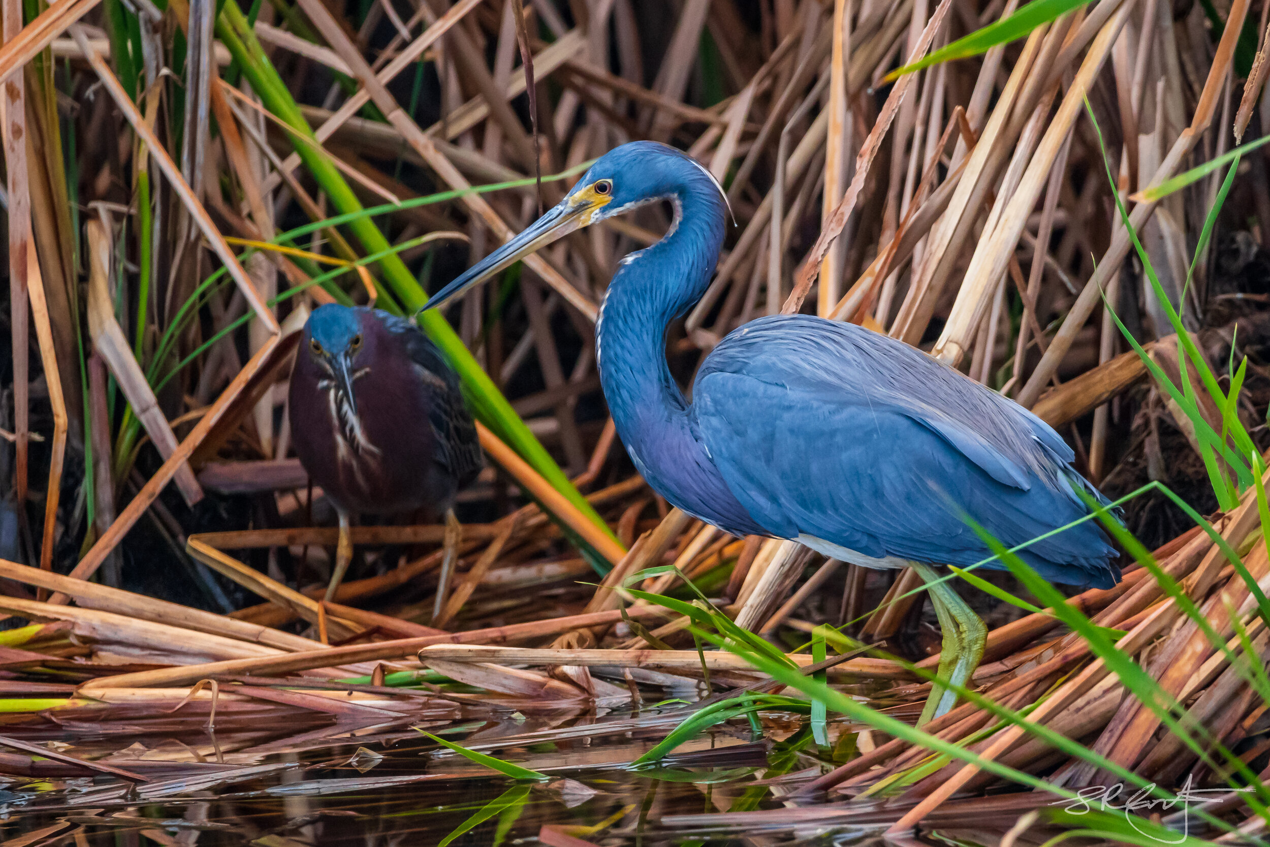Green Heron and Tri-Color Heron in a small dispute