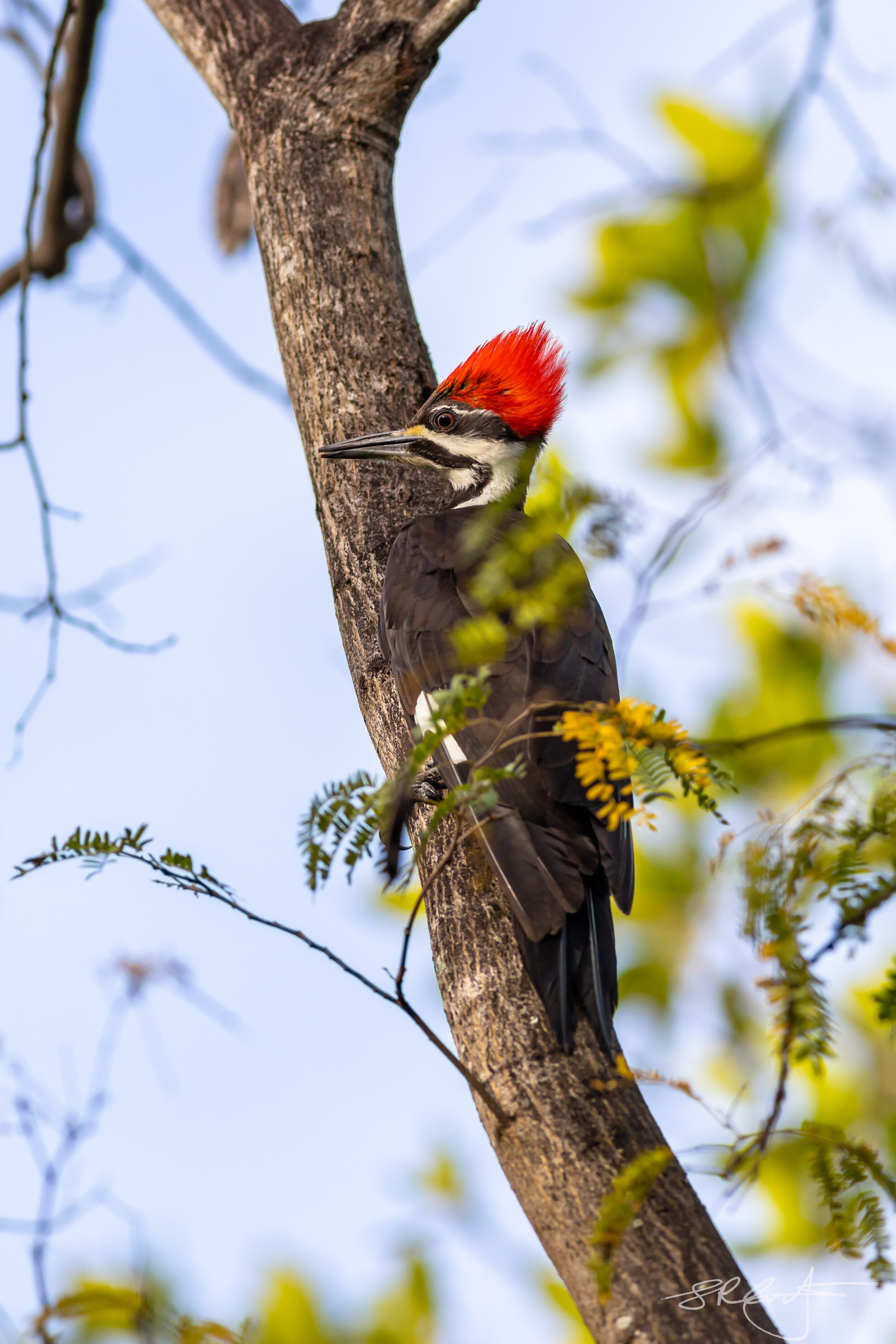 Pileated Woodpecker, CREW