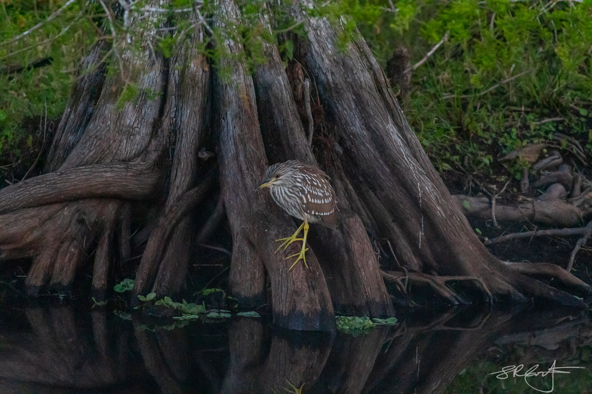 Young Black Crowned Night Heron, CREW