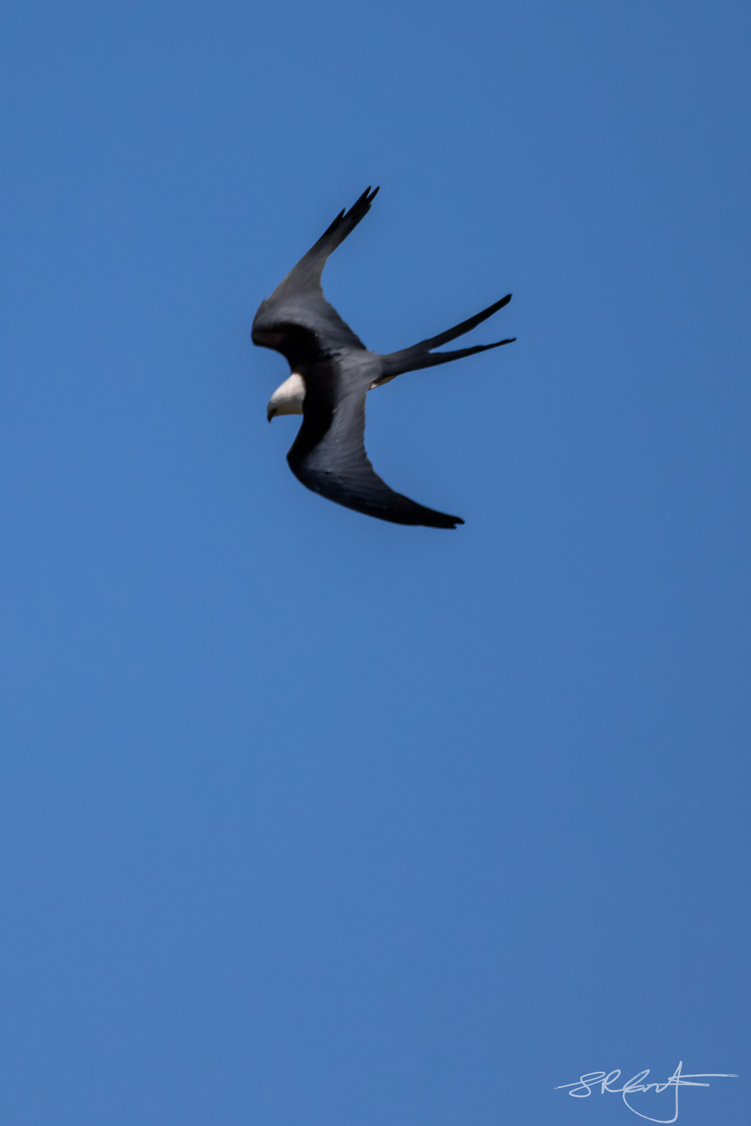Swallow Tail Kite, Harns Marsh