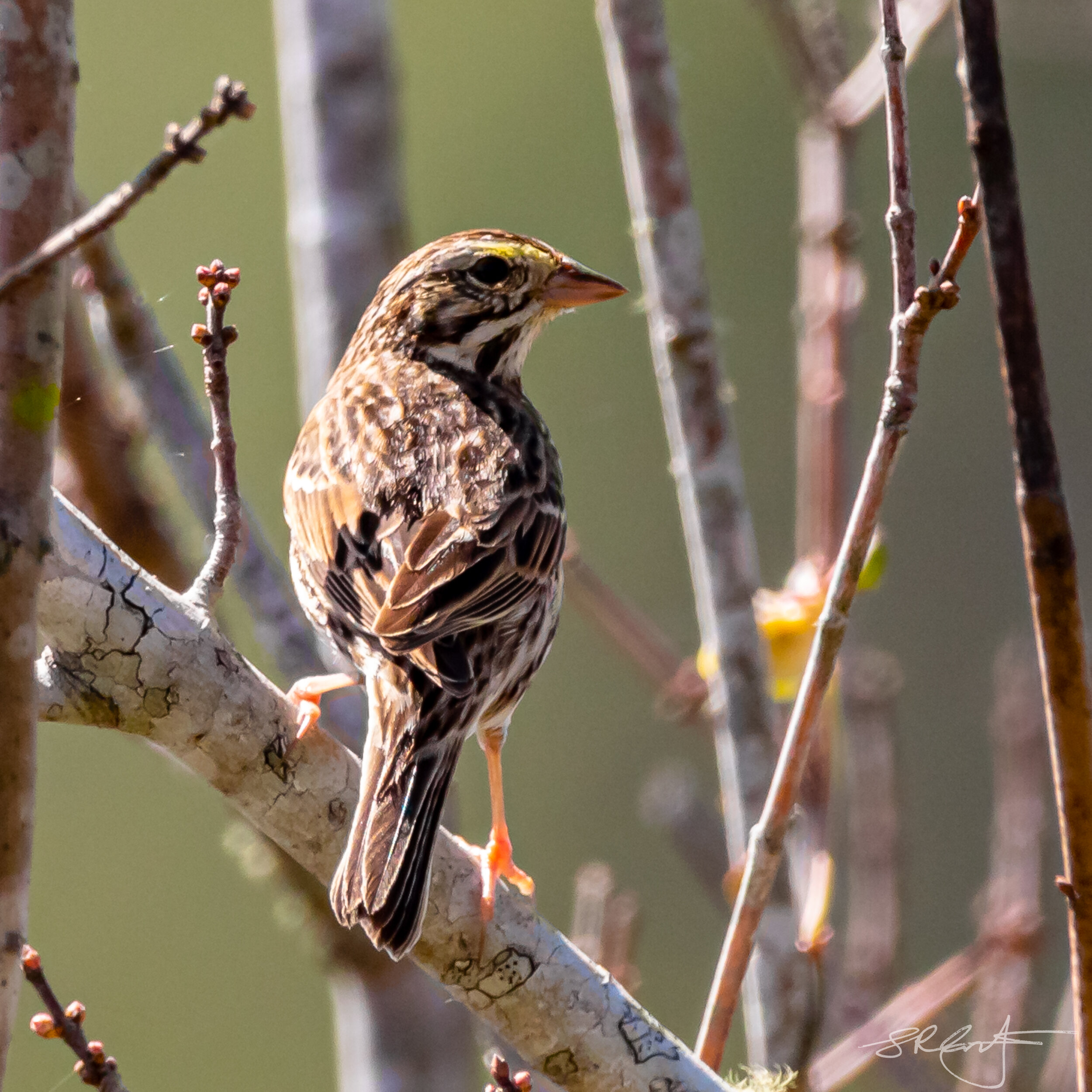 Savannah Sparrow, Harns Marsh