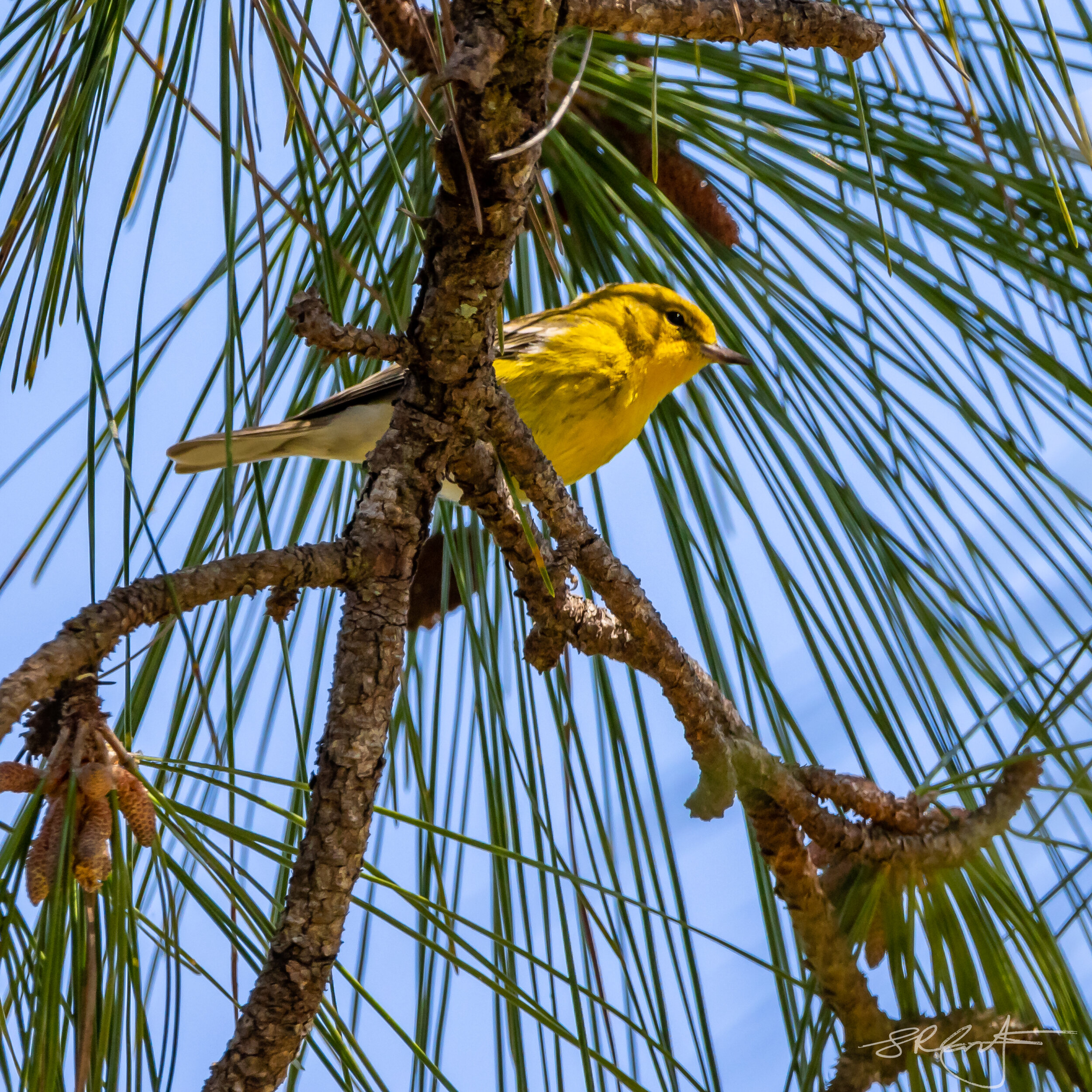 Yellow Pine Warbler, Harns Marsh