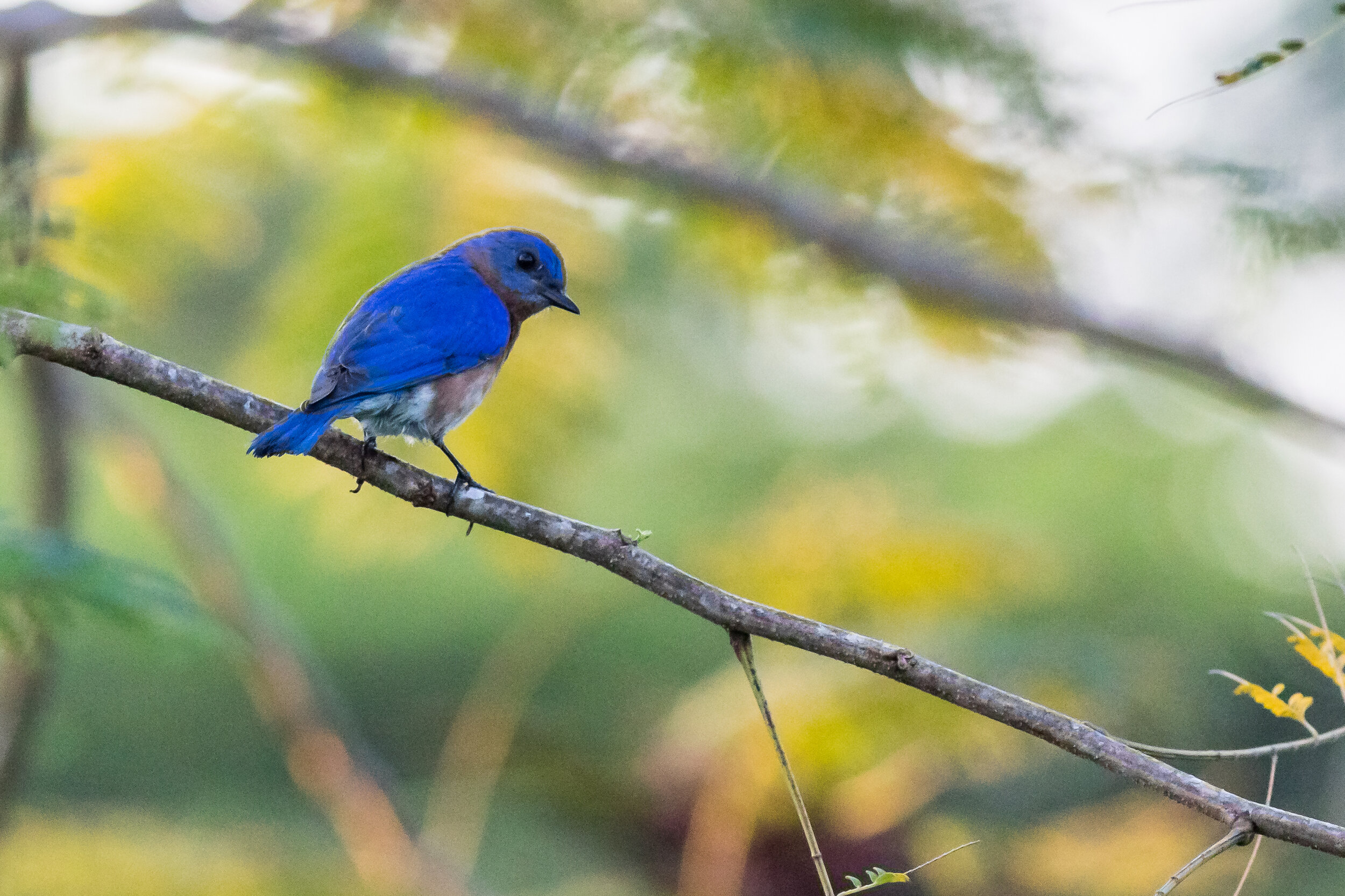 Male, Eastern Bluebird