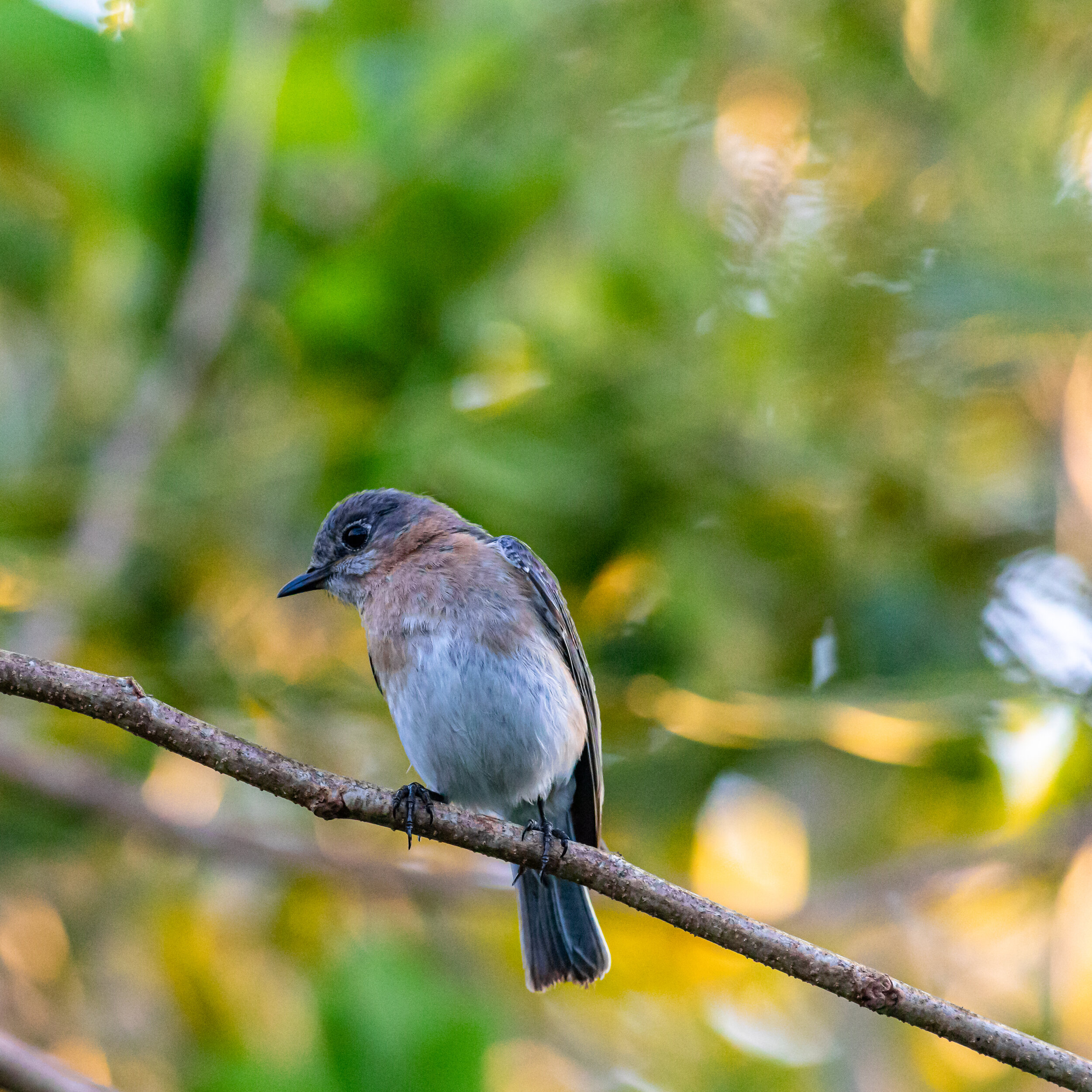 Female, Eastern Bluebird
