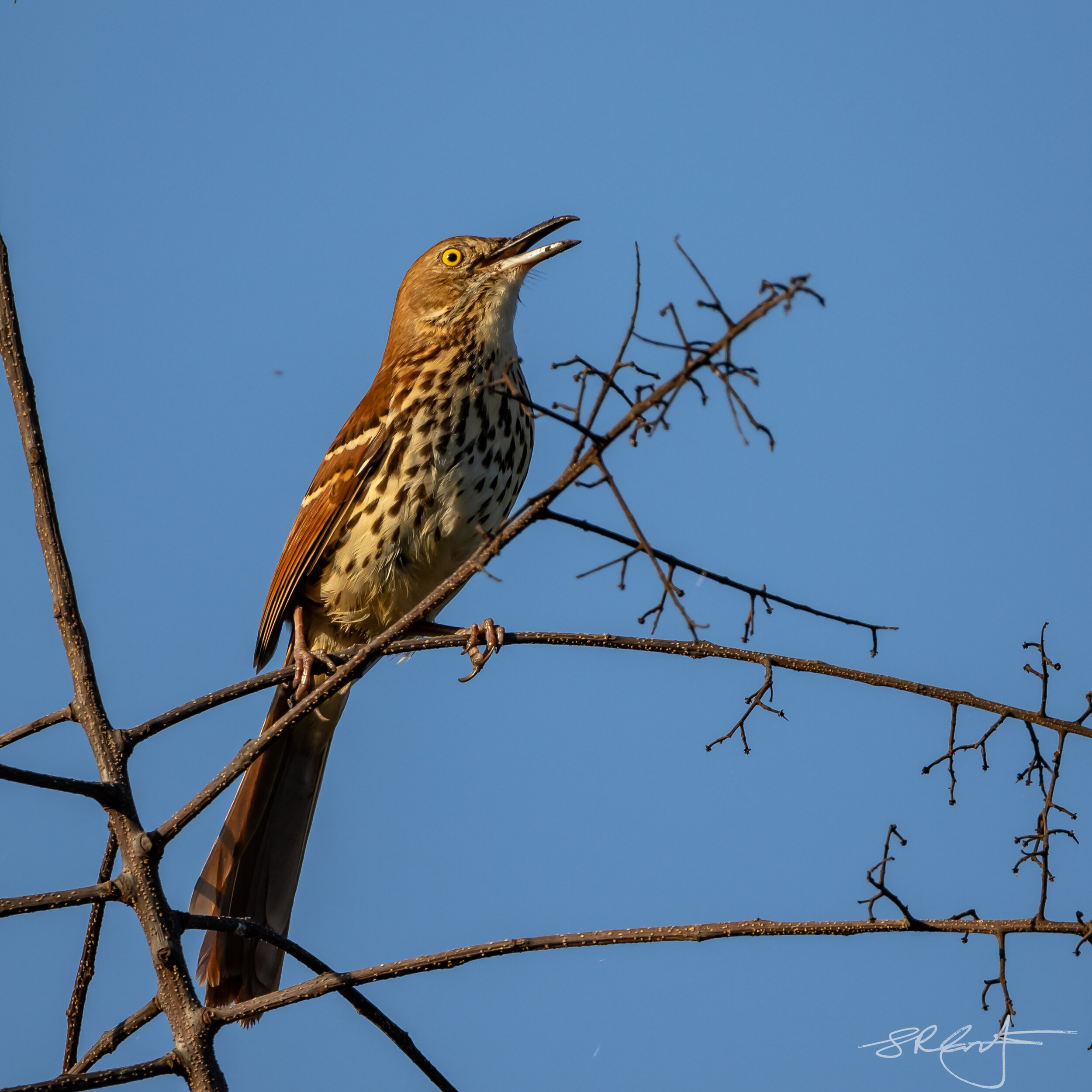 Brown Thrasher, a great songster.