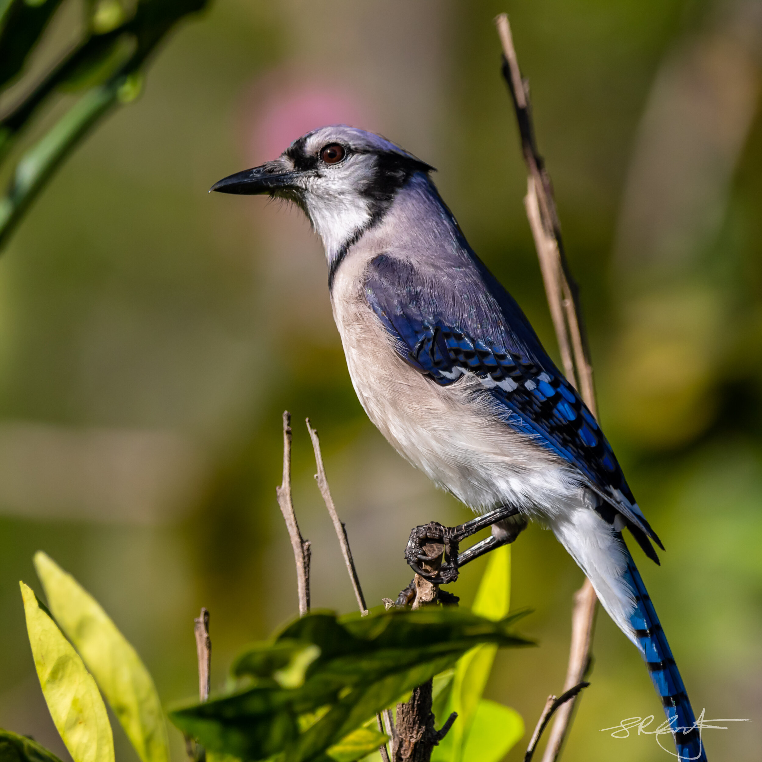 Blue Jay, strong profile.