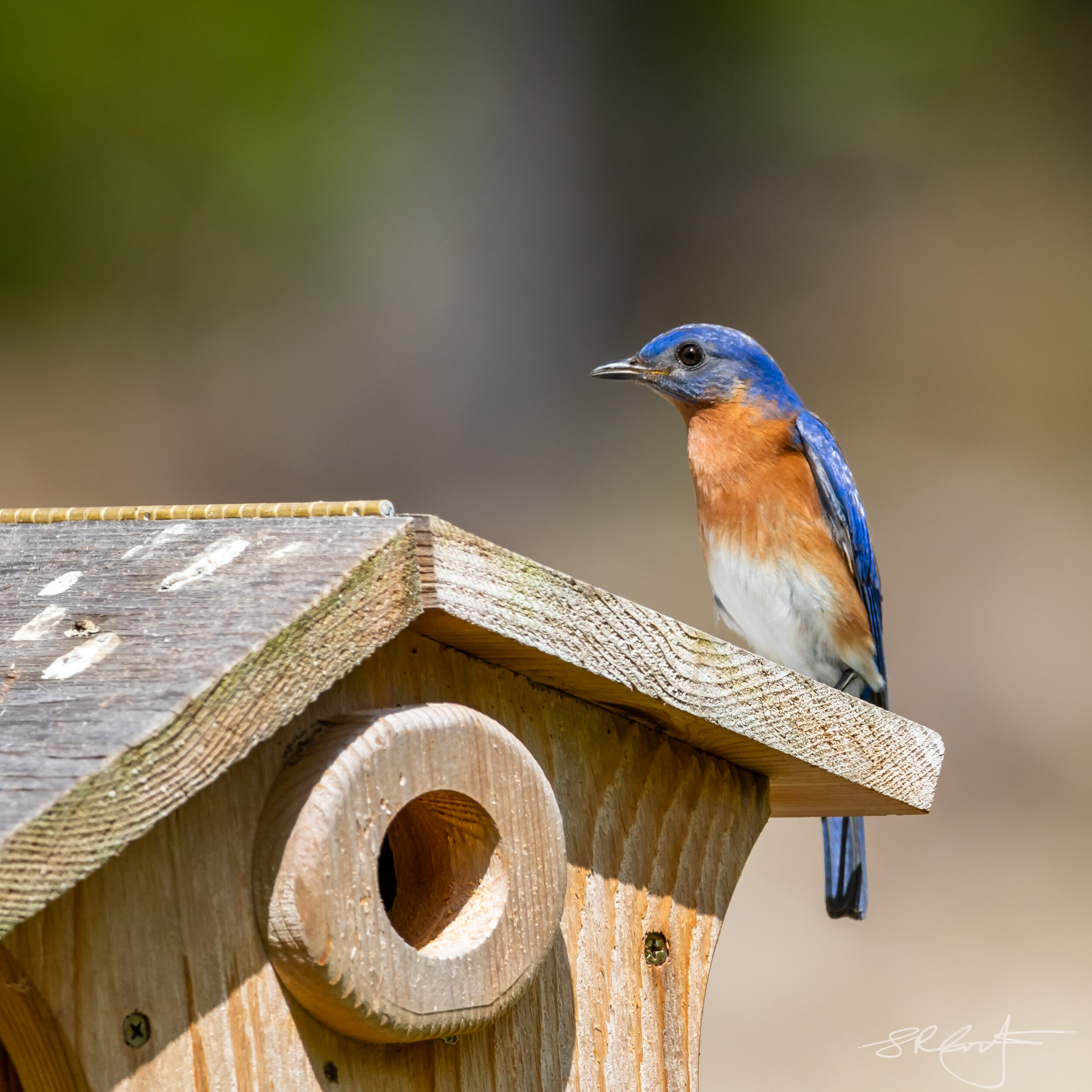 Eastern Bluebird, looking for Real Estate
