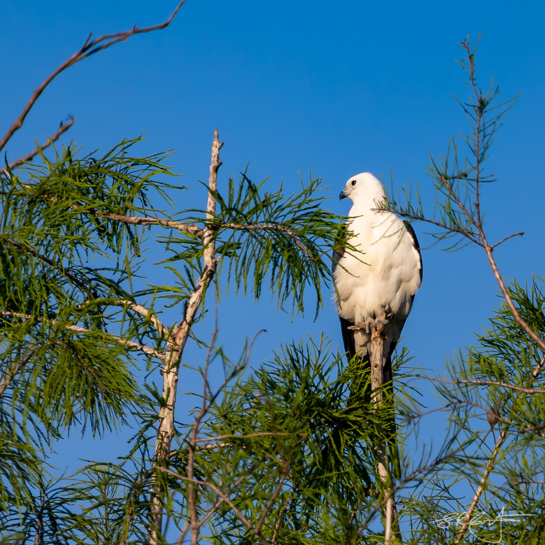 Swallow Tailed Kite, perched in a Cypress Tree.