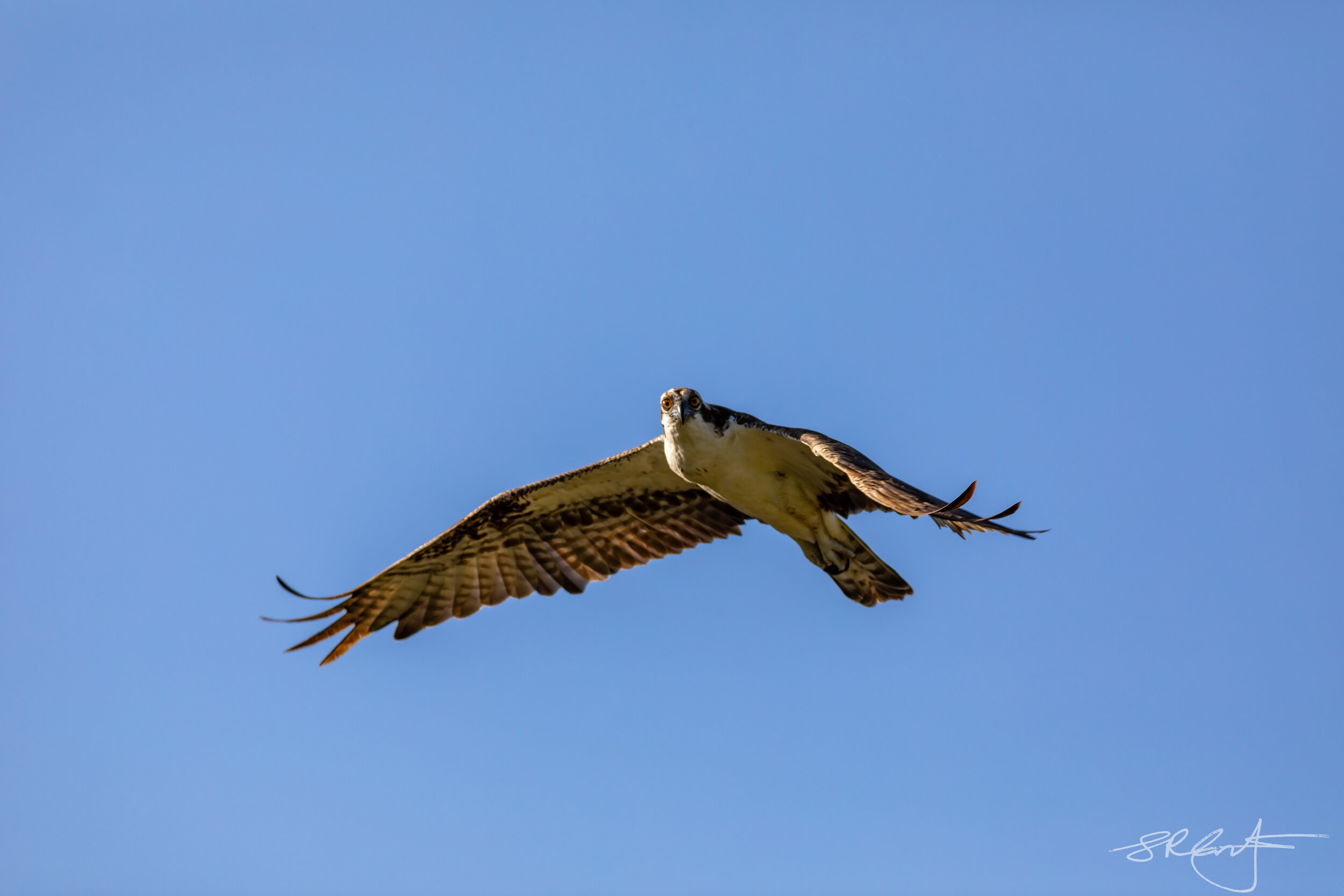 Osprey on the hunt