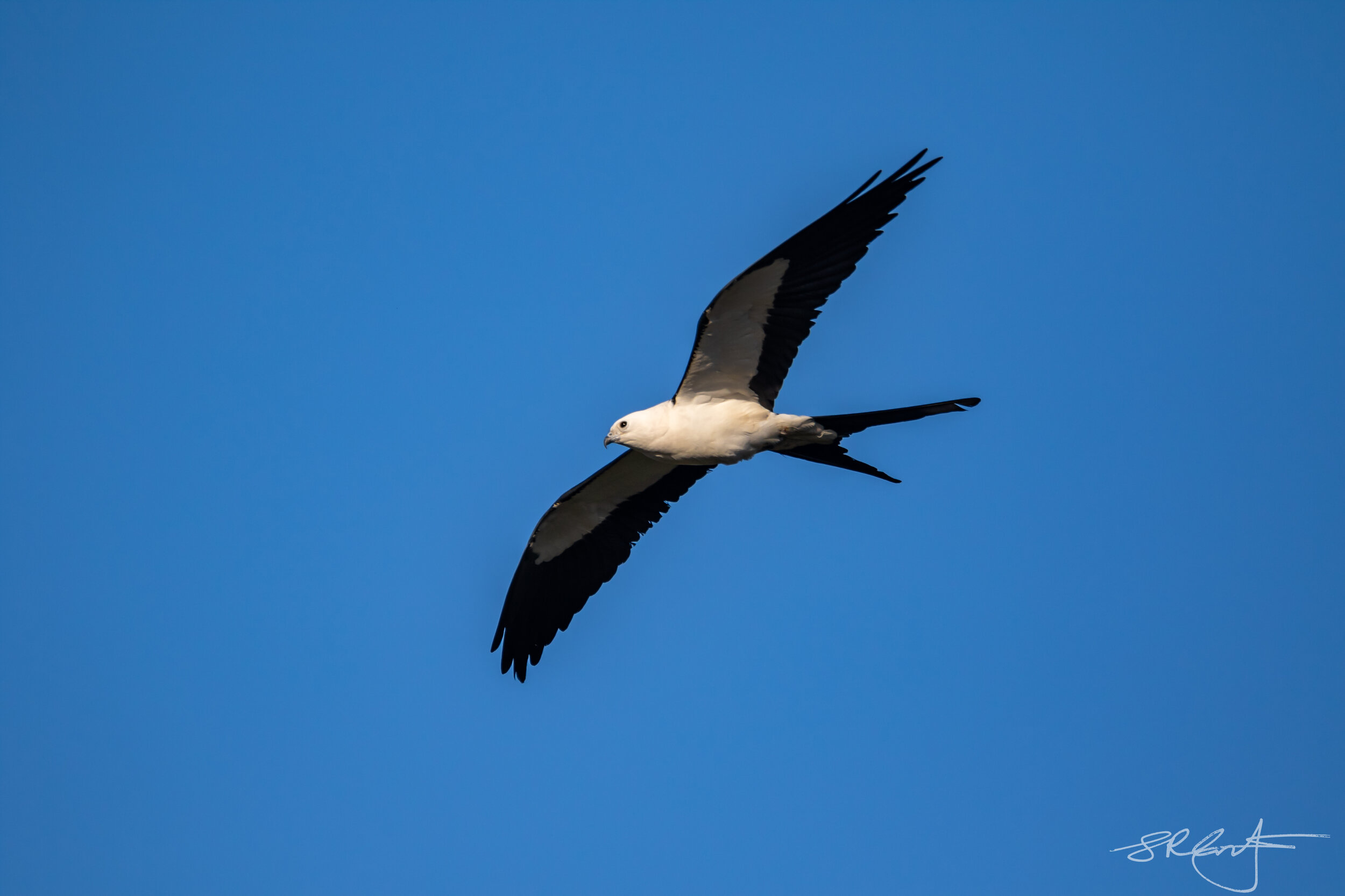 Swallow Tailed Kite