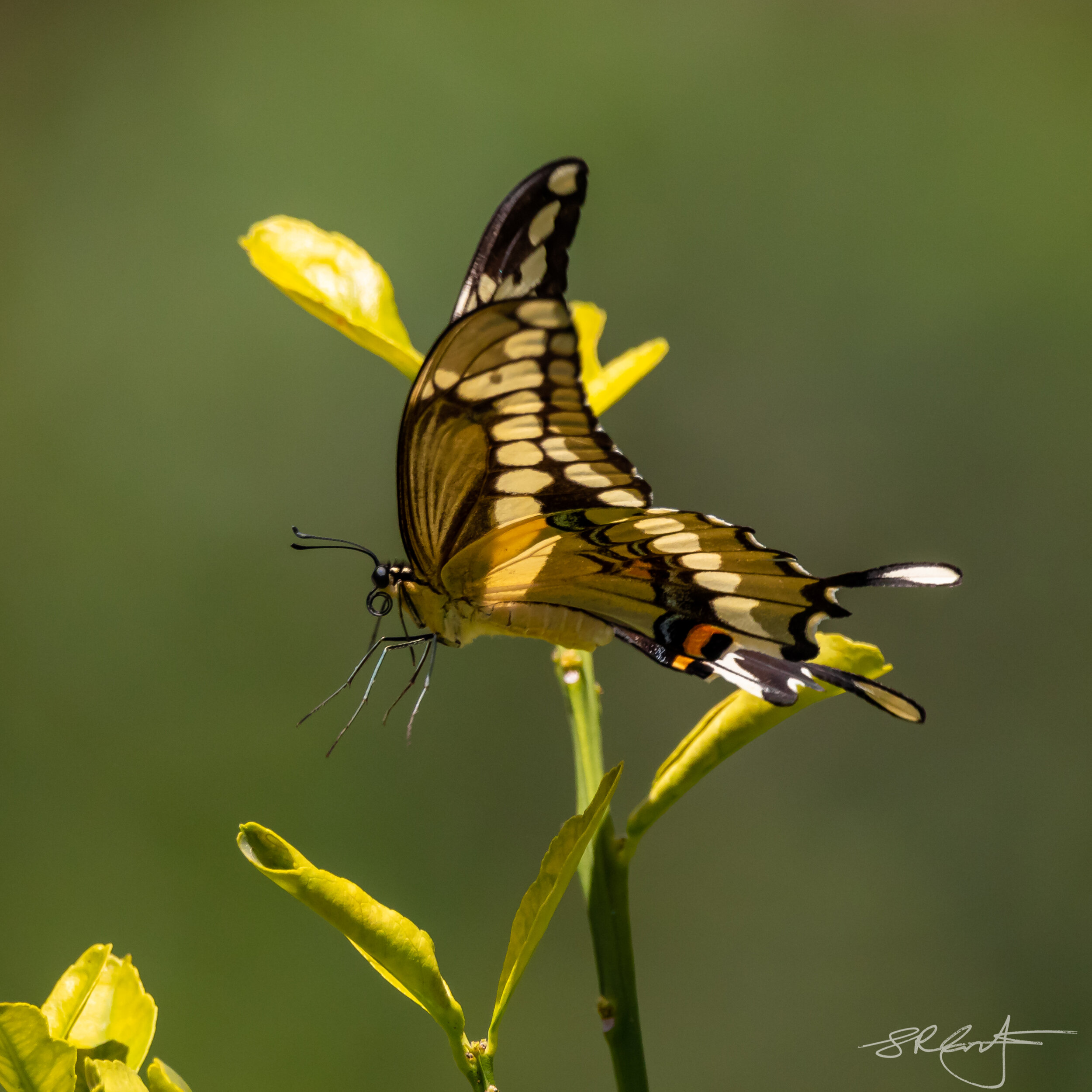 Giant Swallowtail Butterfly.