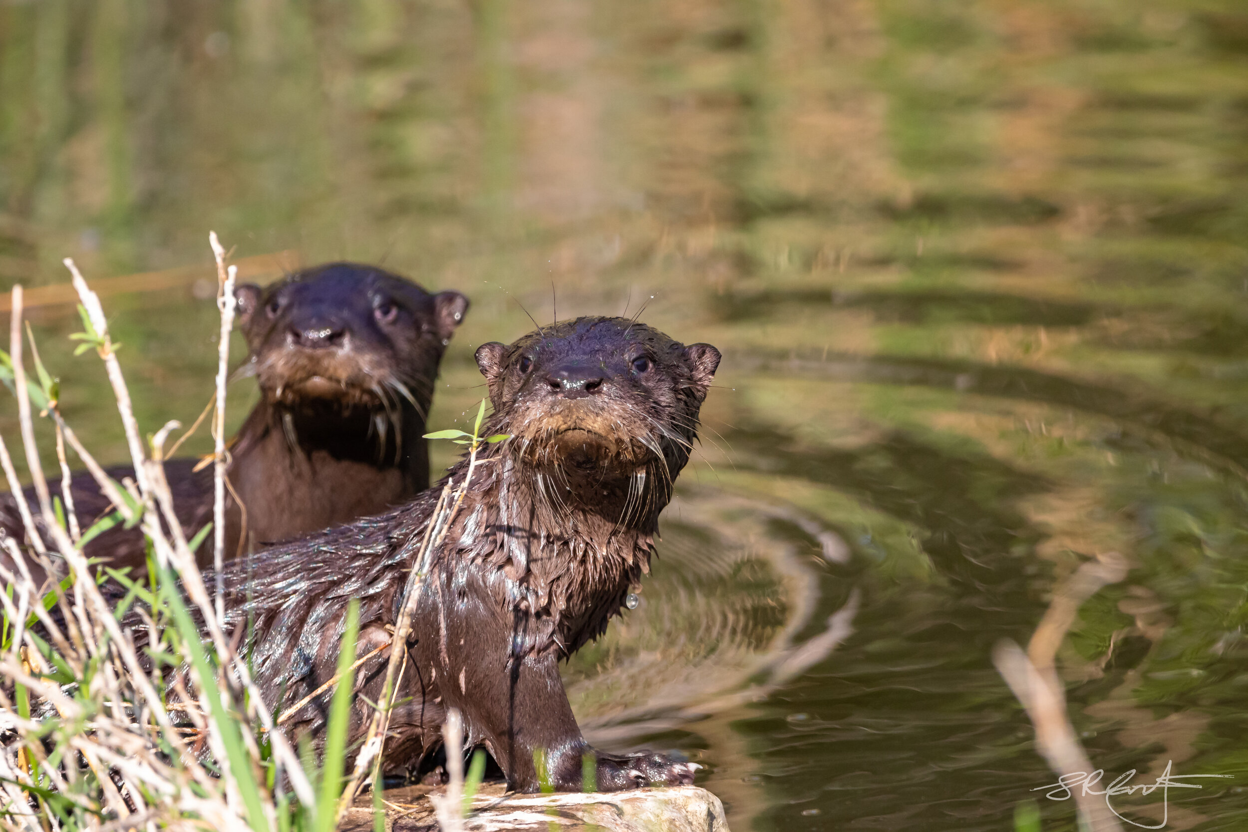 Otter pups. Fishing my pond.