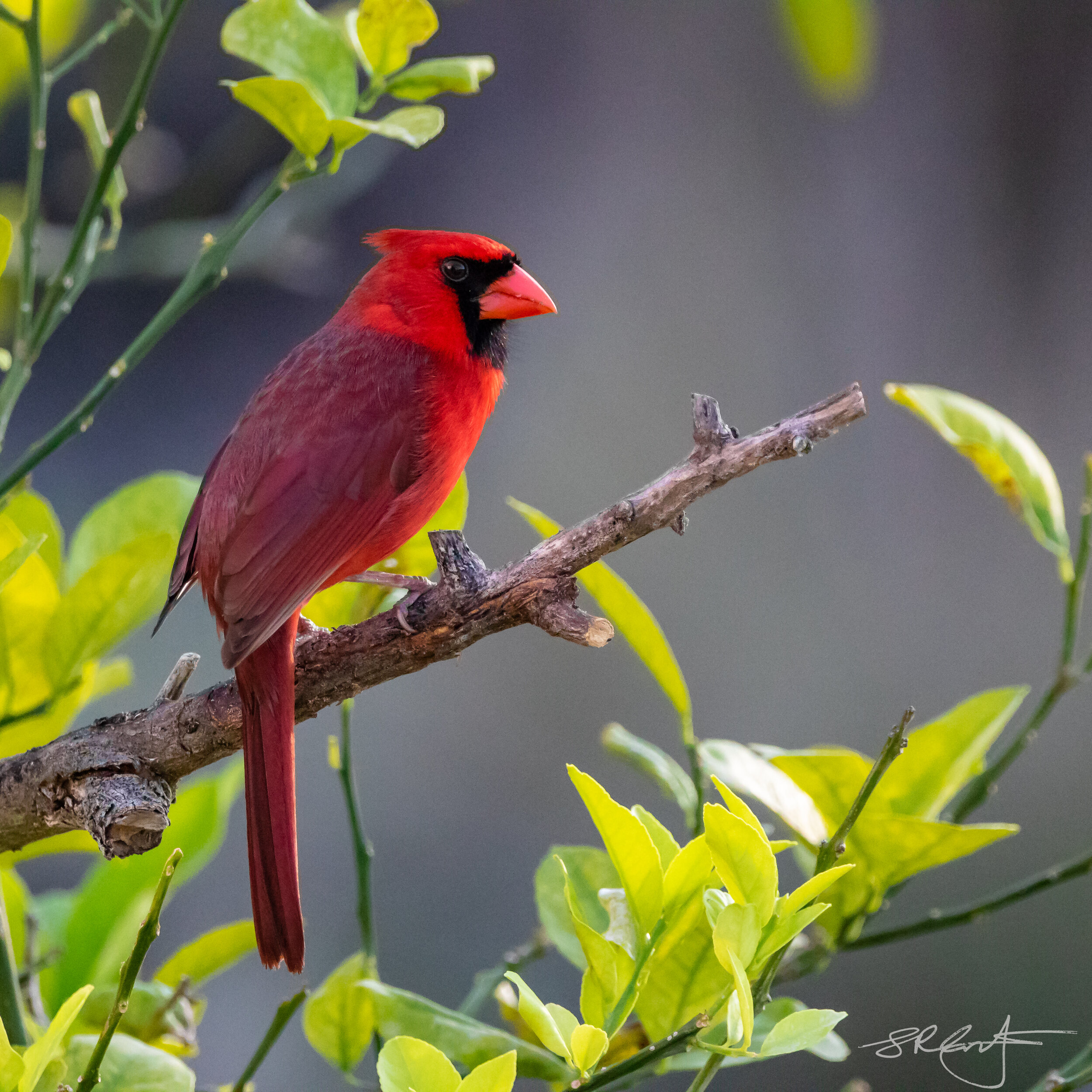 Male Cardinal, Citrus Tree.