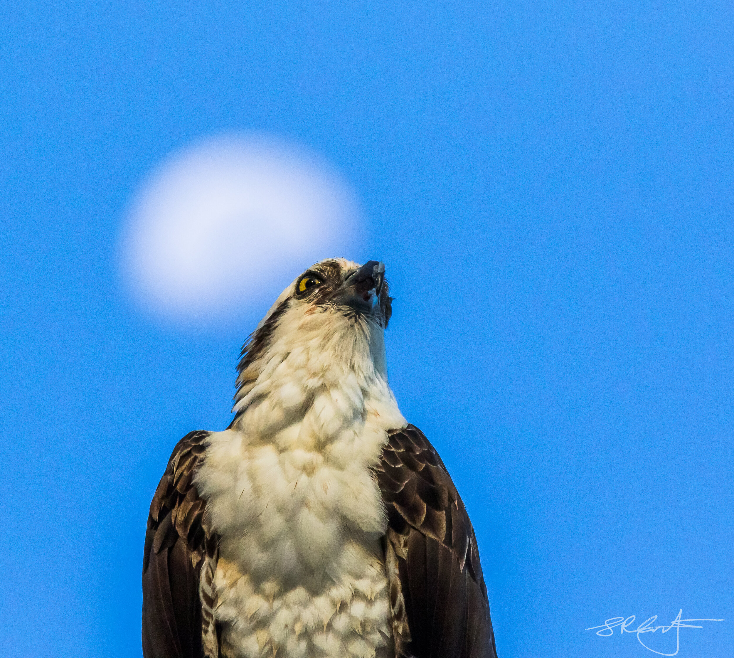 Osprey with a near full moon behind.