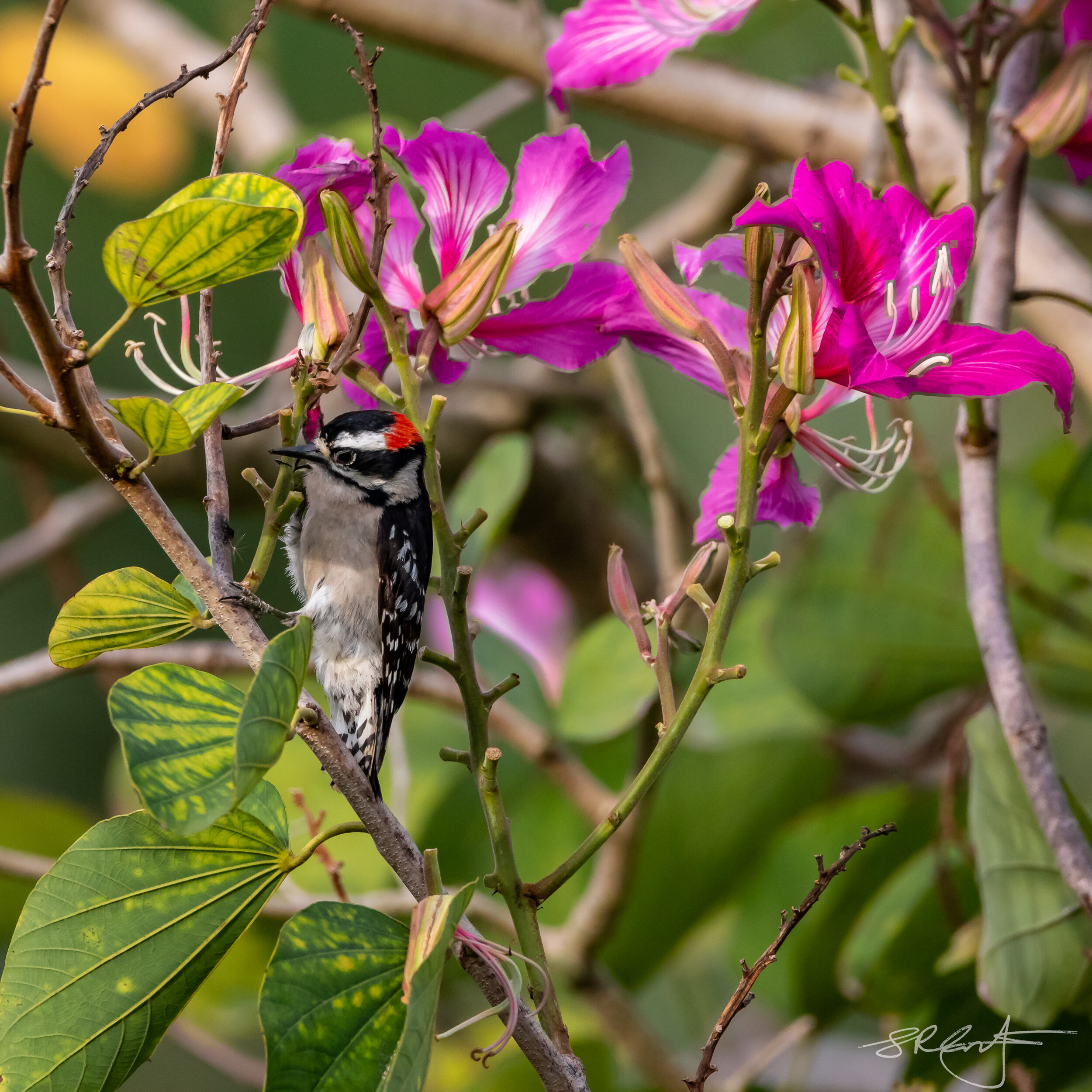 Downy Woodpecker in the Hong Kong Orchid Tree.