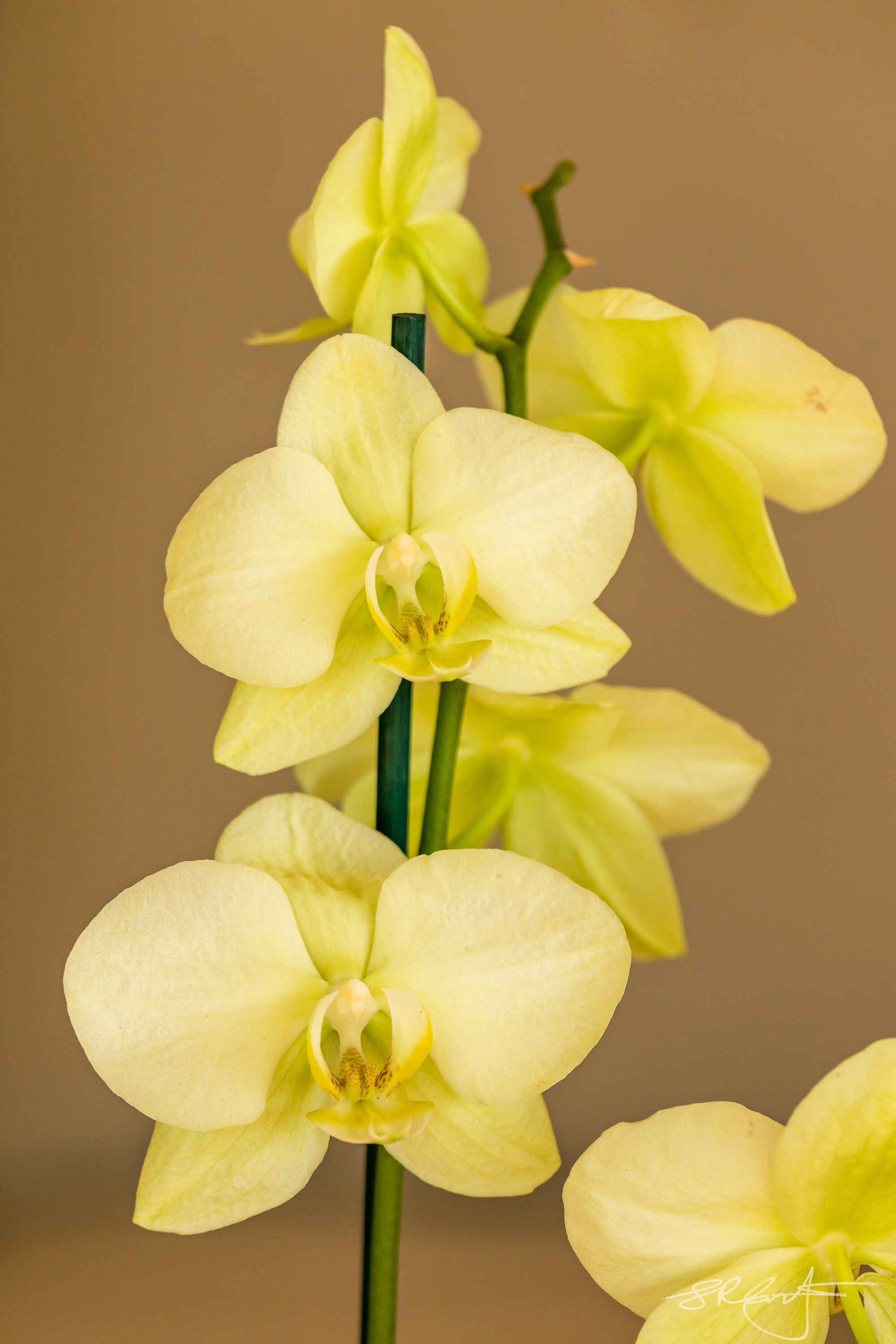 Pale Yellow Orchid.  Patti received several orchids after her surgery.