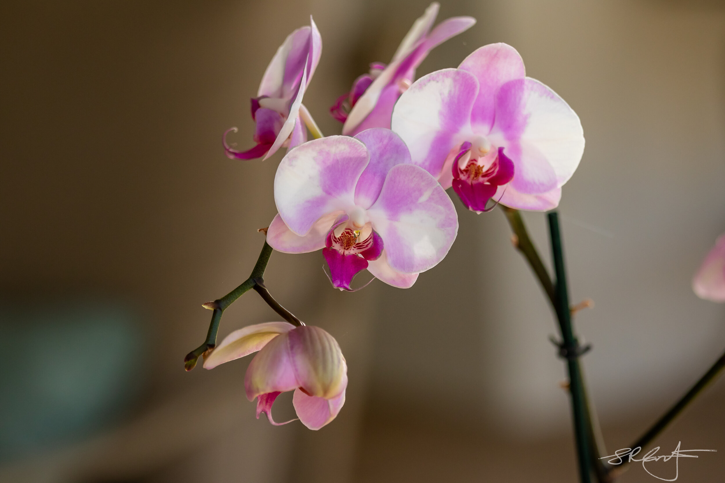 Classic Orchid, blooming away.