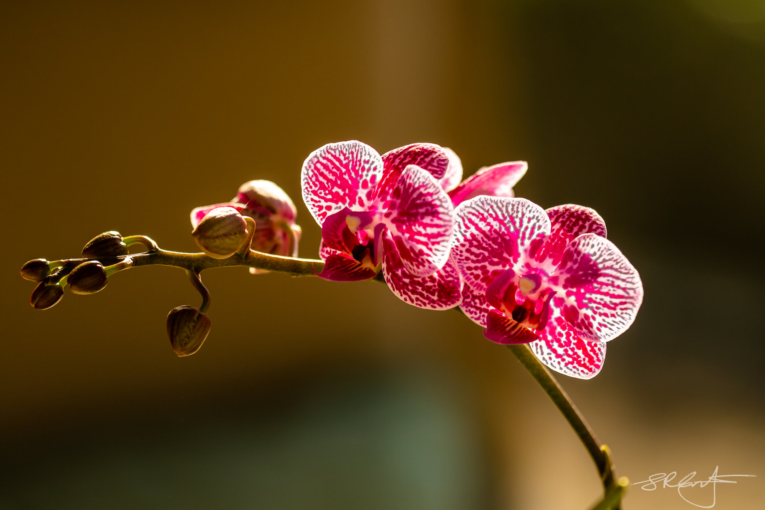 Backlit Orchid blooms.