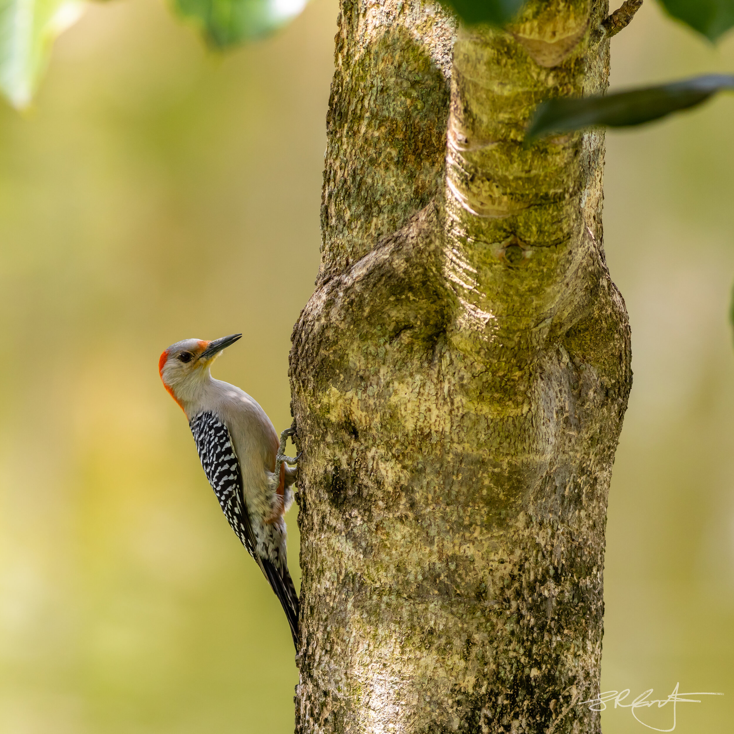 Red Bellied Woodpecker on the Arbicola Tree.