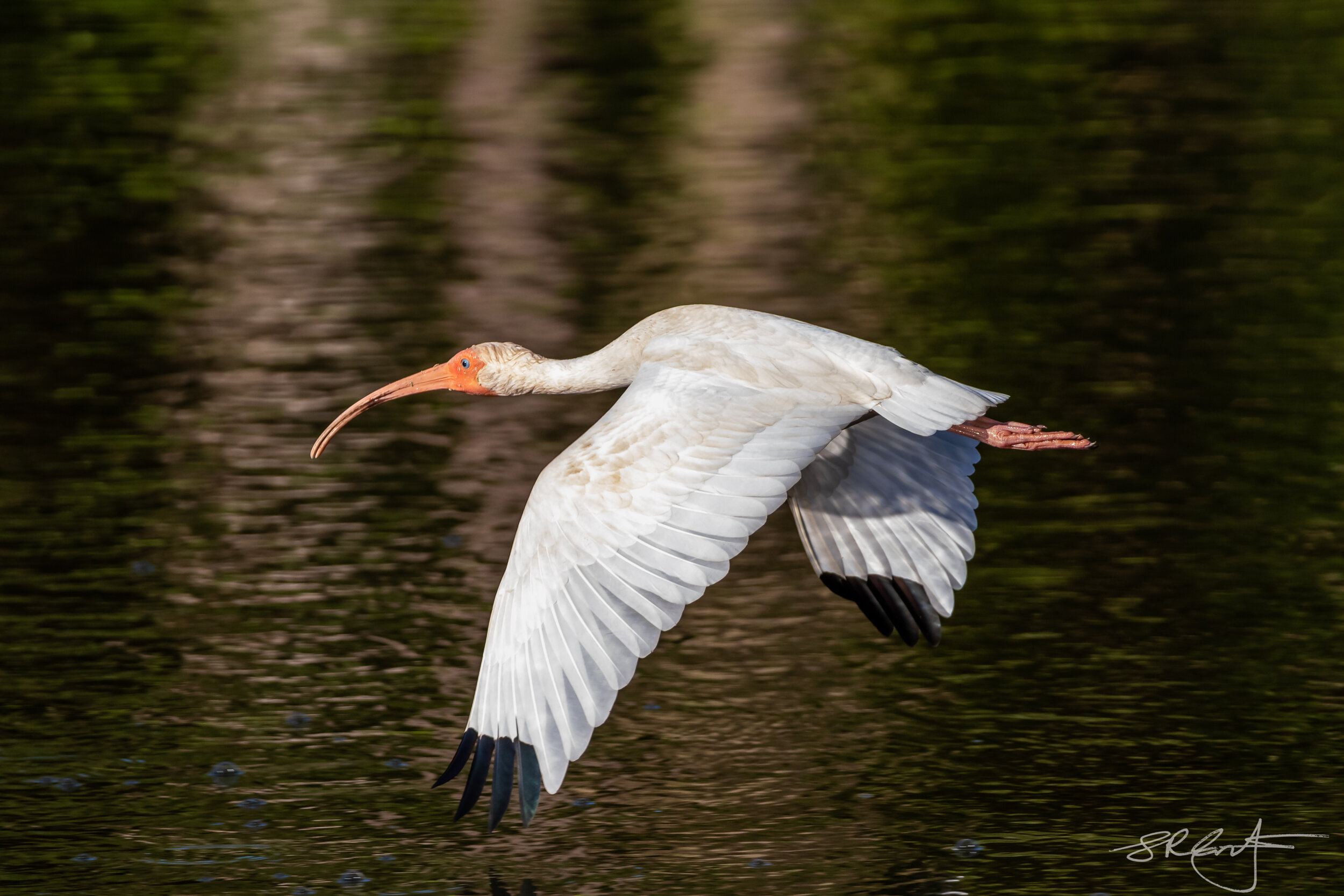 White Ibis on the wing.
