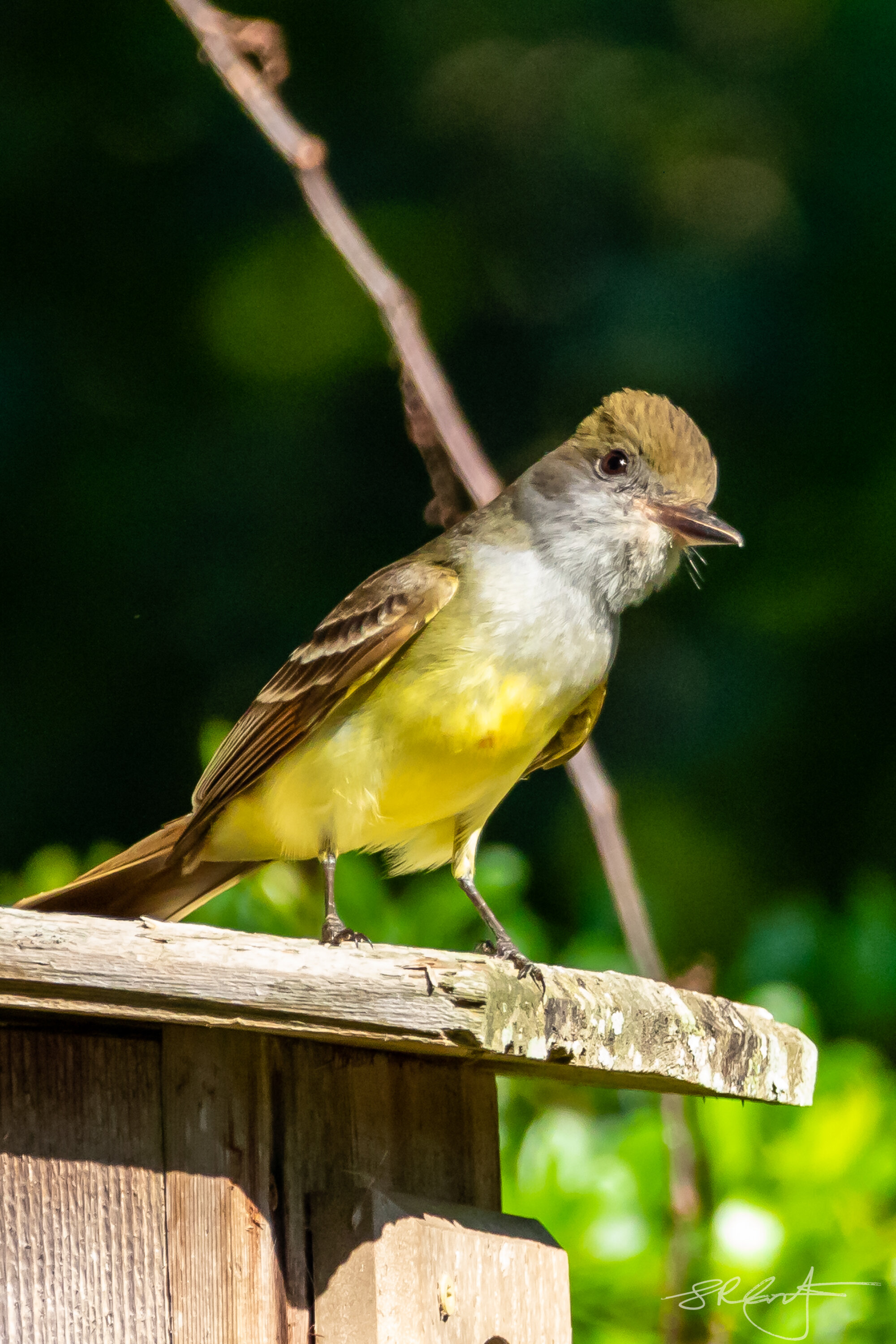 Great Crested Flycatcher.  They are year rounders here in SWFlorida.