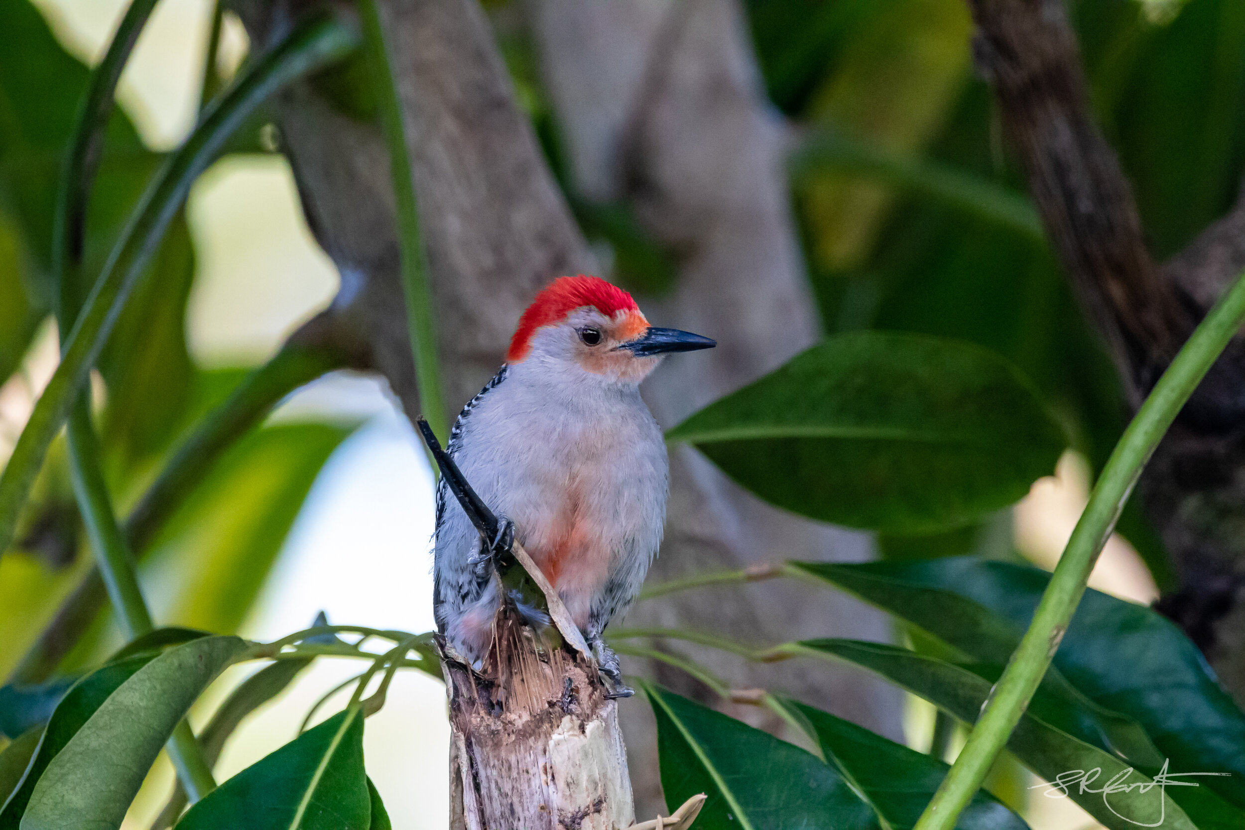 Why they are called, Red Bellied Woodpeckers. Male.