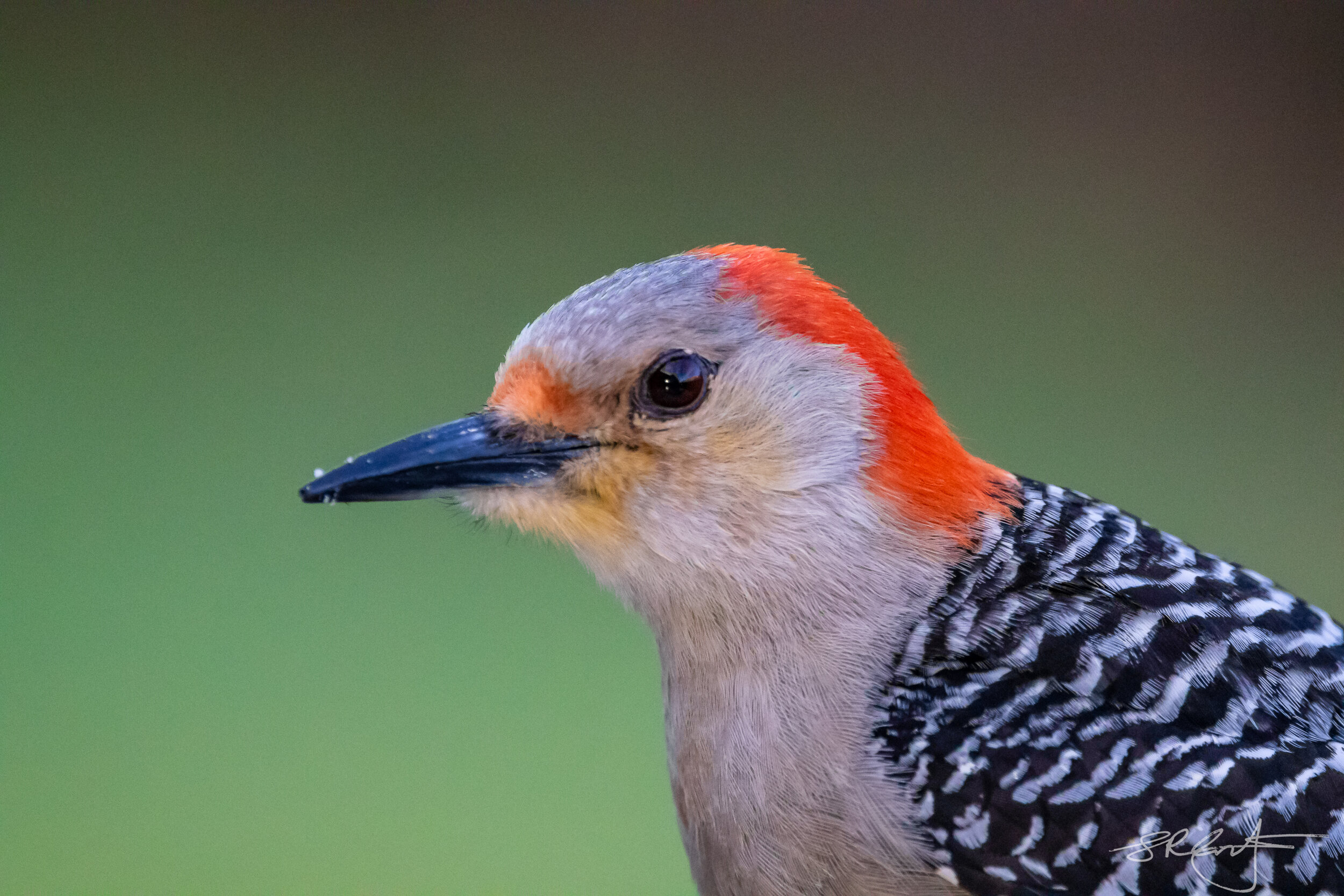 Female Red Bellied Woodpecker