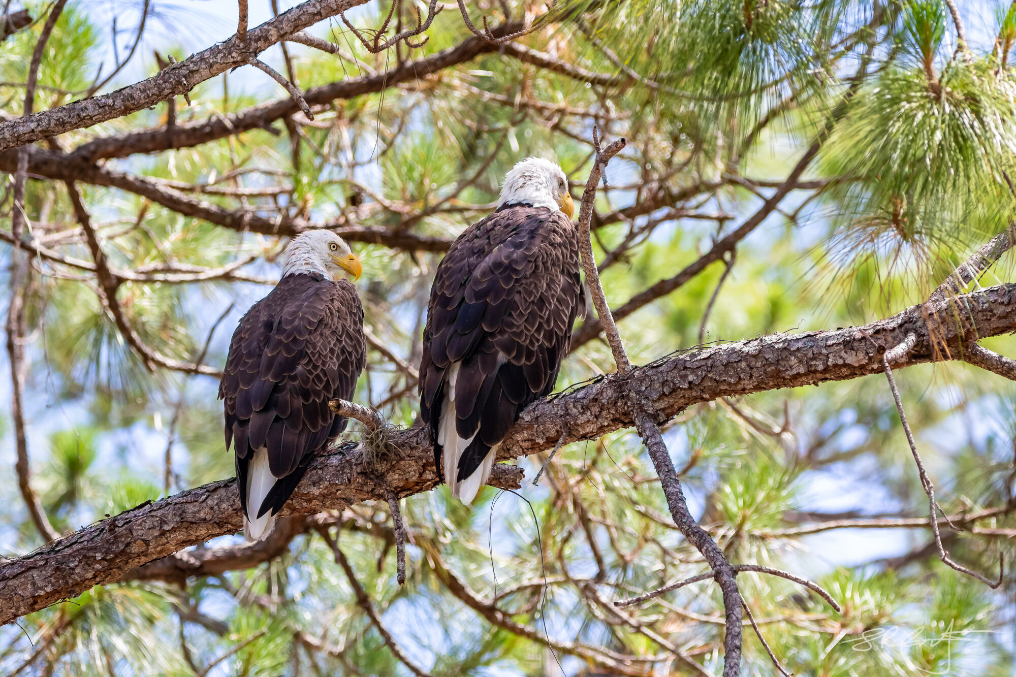 Eagle pair, looking at the pond between the 13th and 11th, Mediterra South.