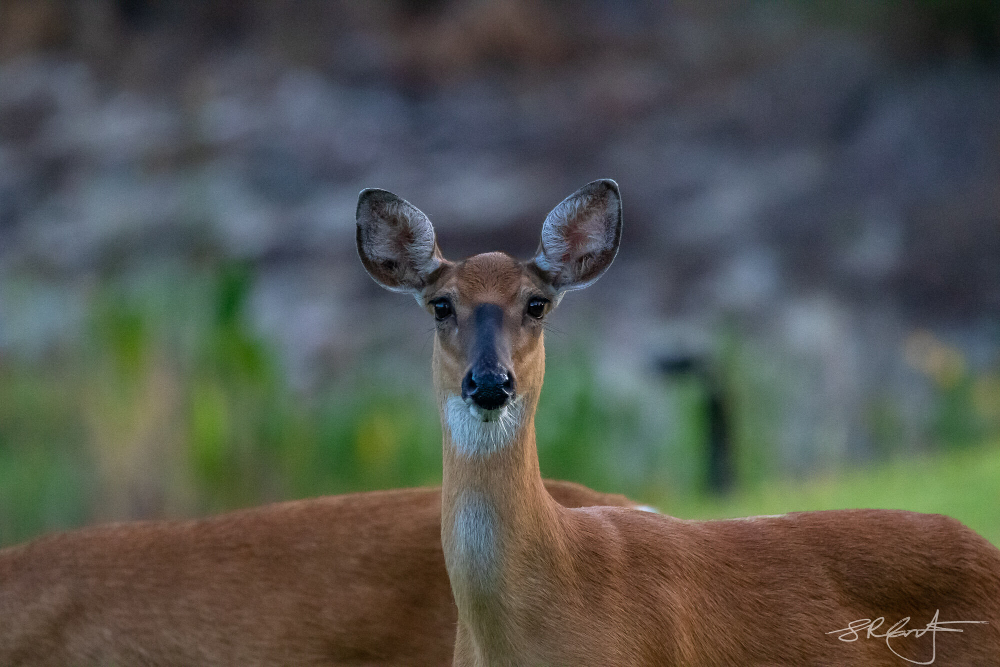 White Tail Deer, my backyard.