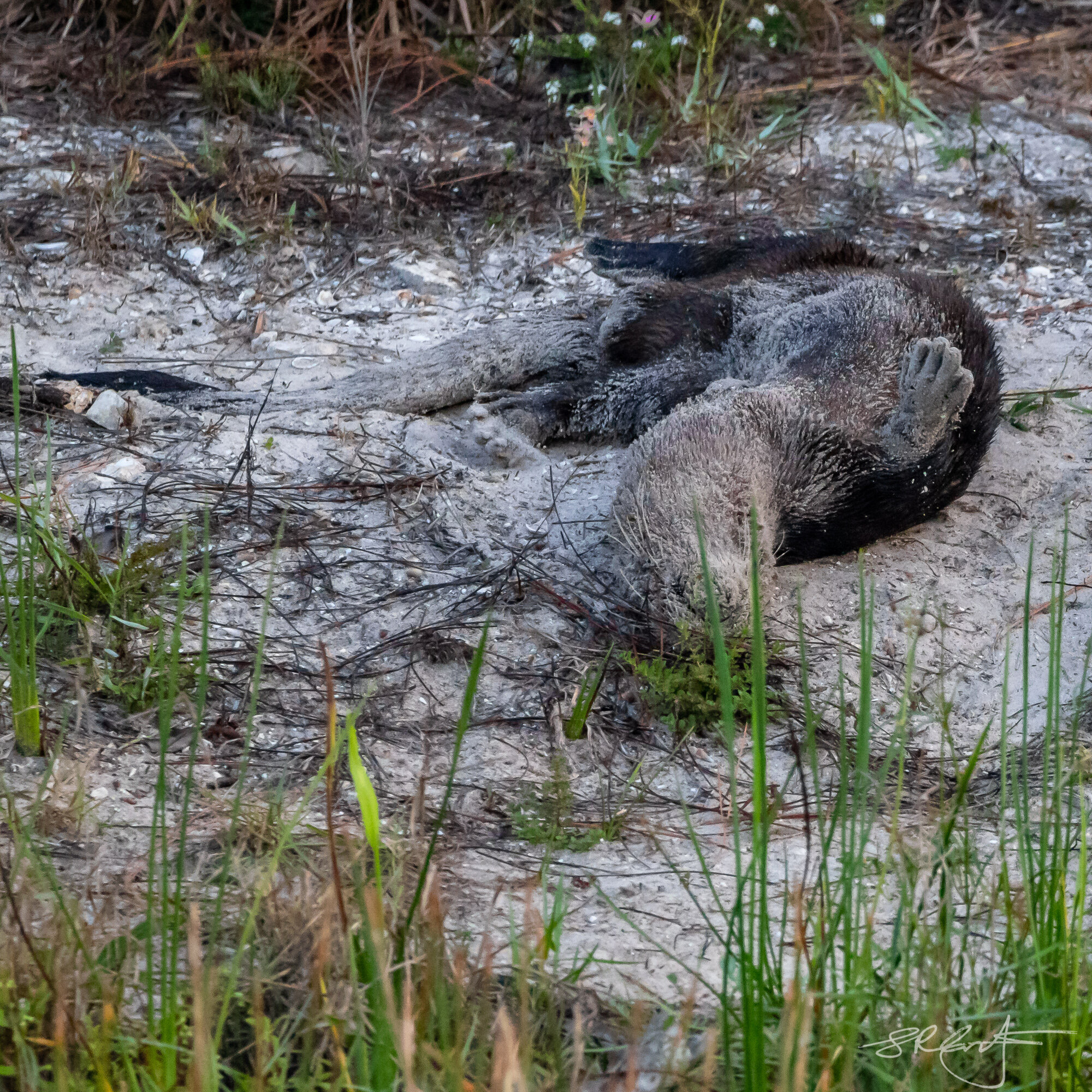Otter sand-bath, on the pond bank behind my house.