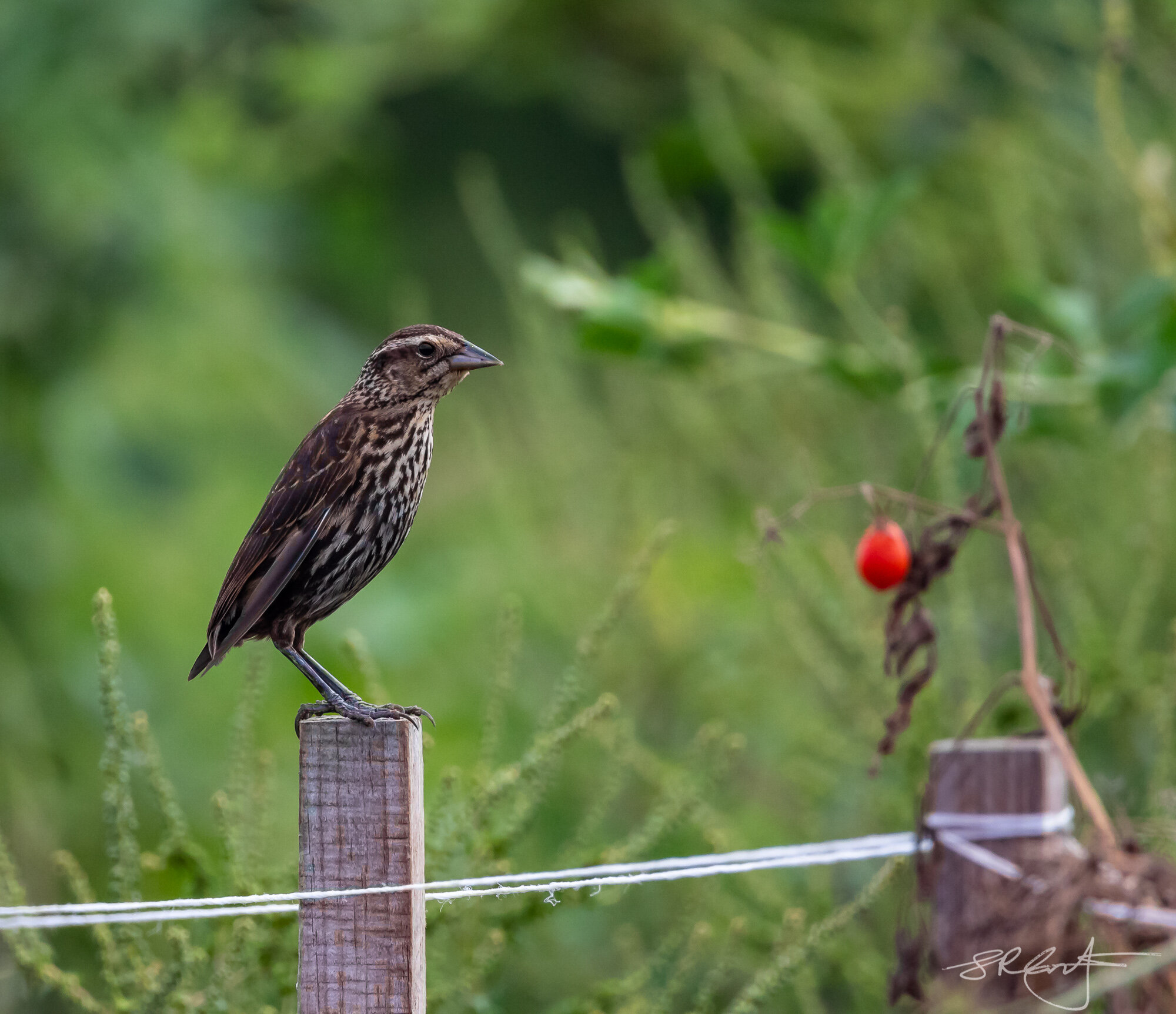 Female, RedWing Blackbird.  Quite different to the male.