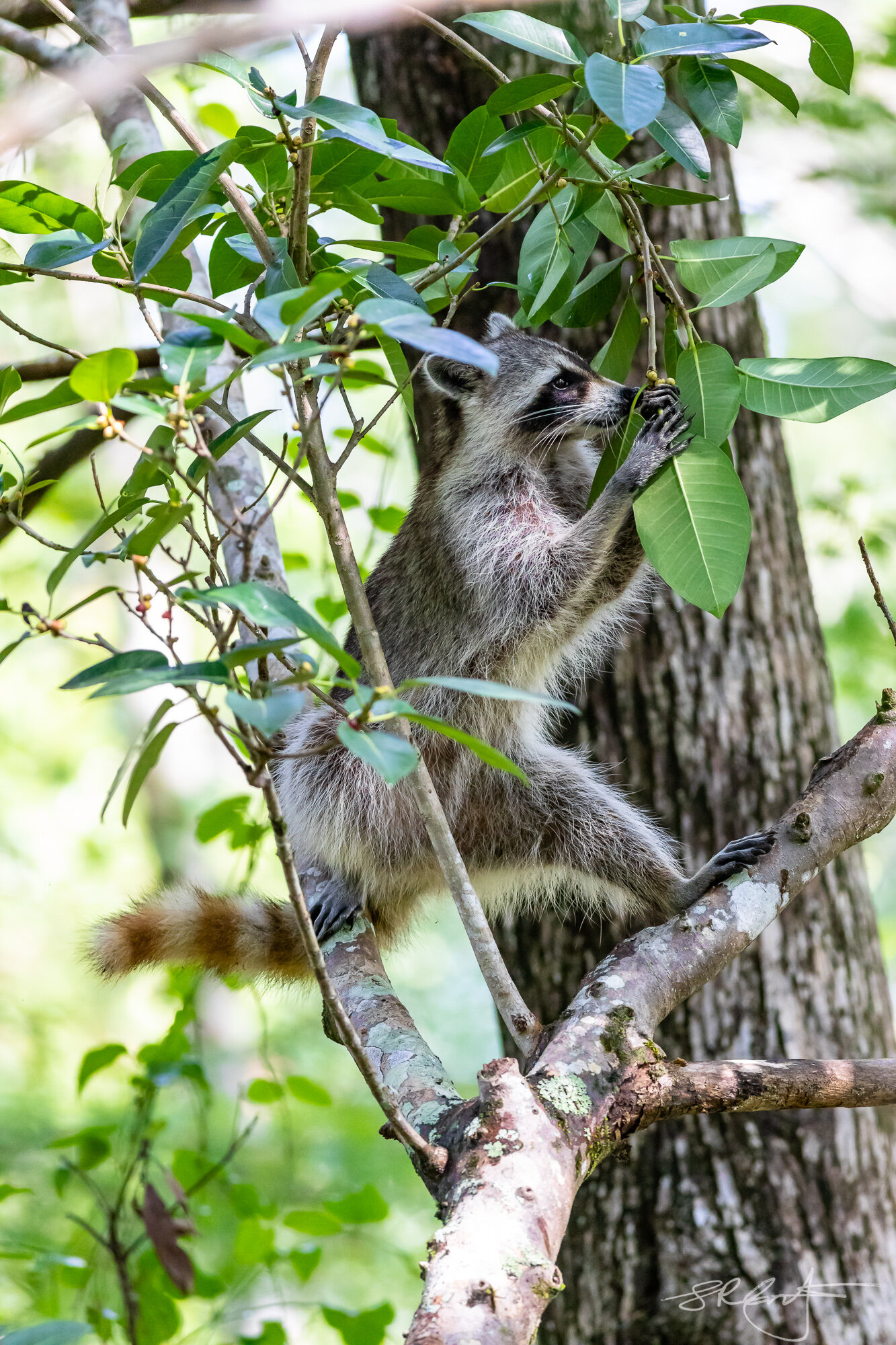 Raccoon foraging in a Dahoon Holly tree.  CREW.