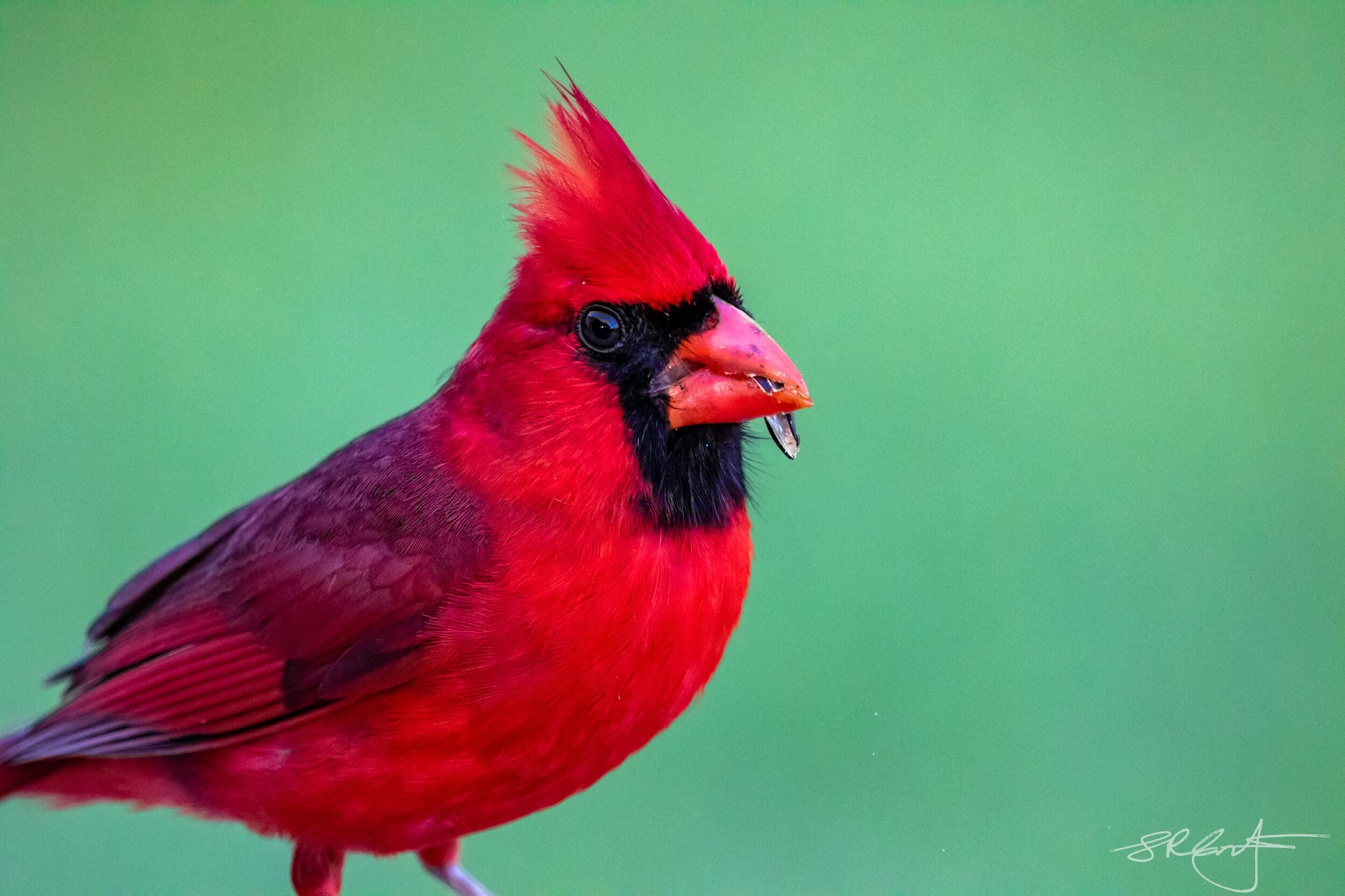 Male Cardinal with Sunflower seed