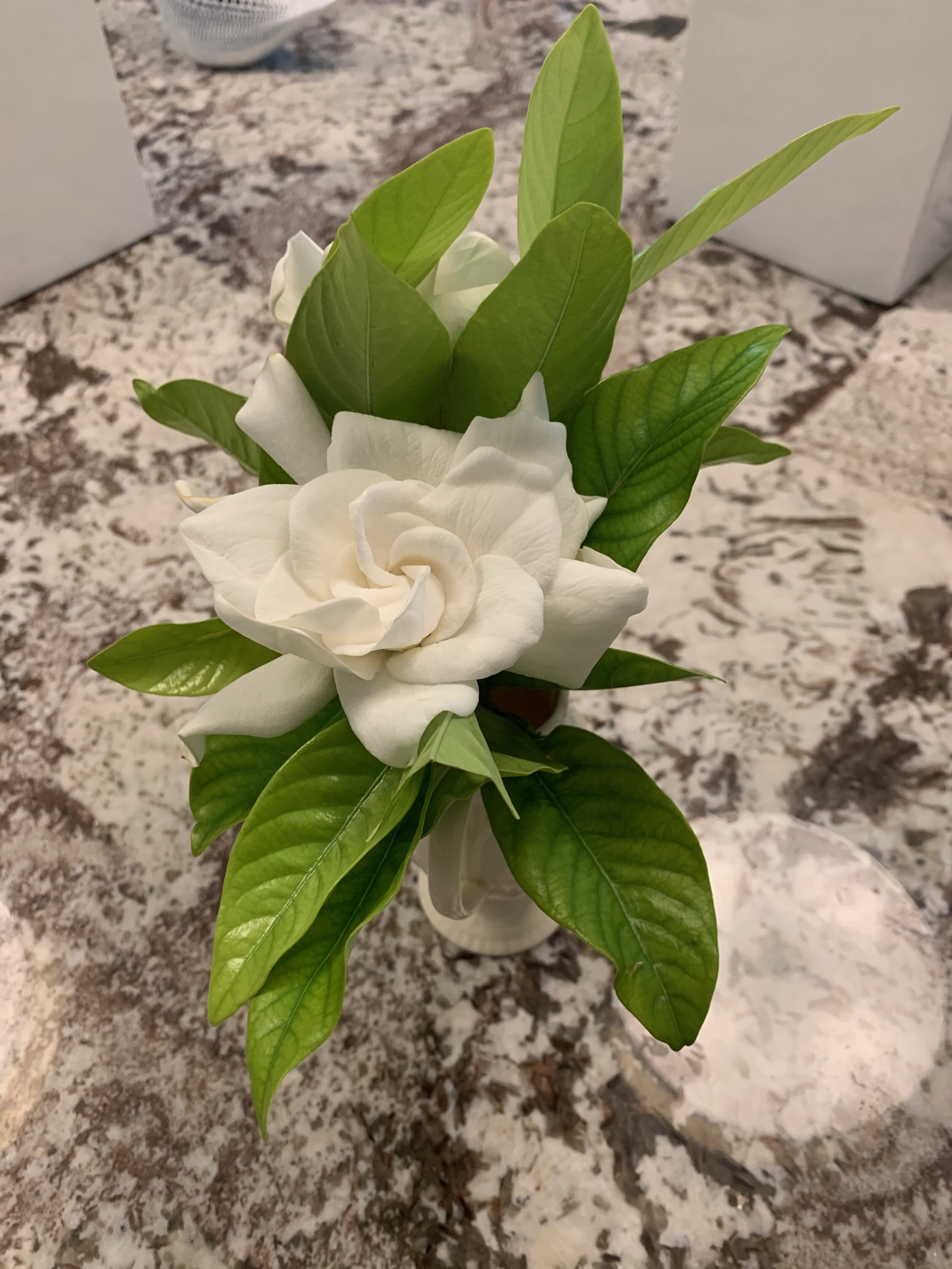 Gardenia Blossom.  One of the great things about Florida. These things grow as shrubs. Amazing fragrance.