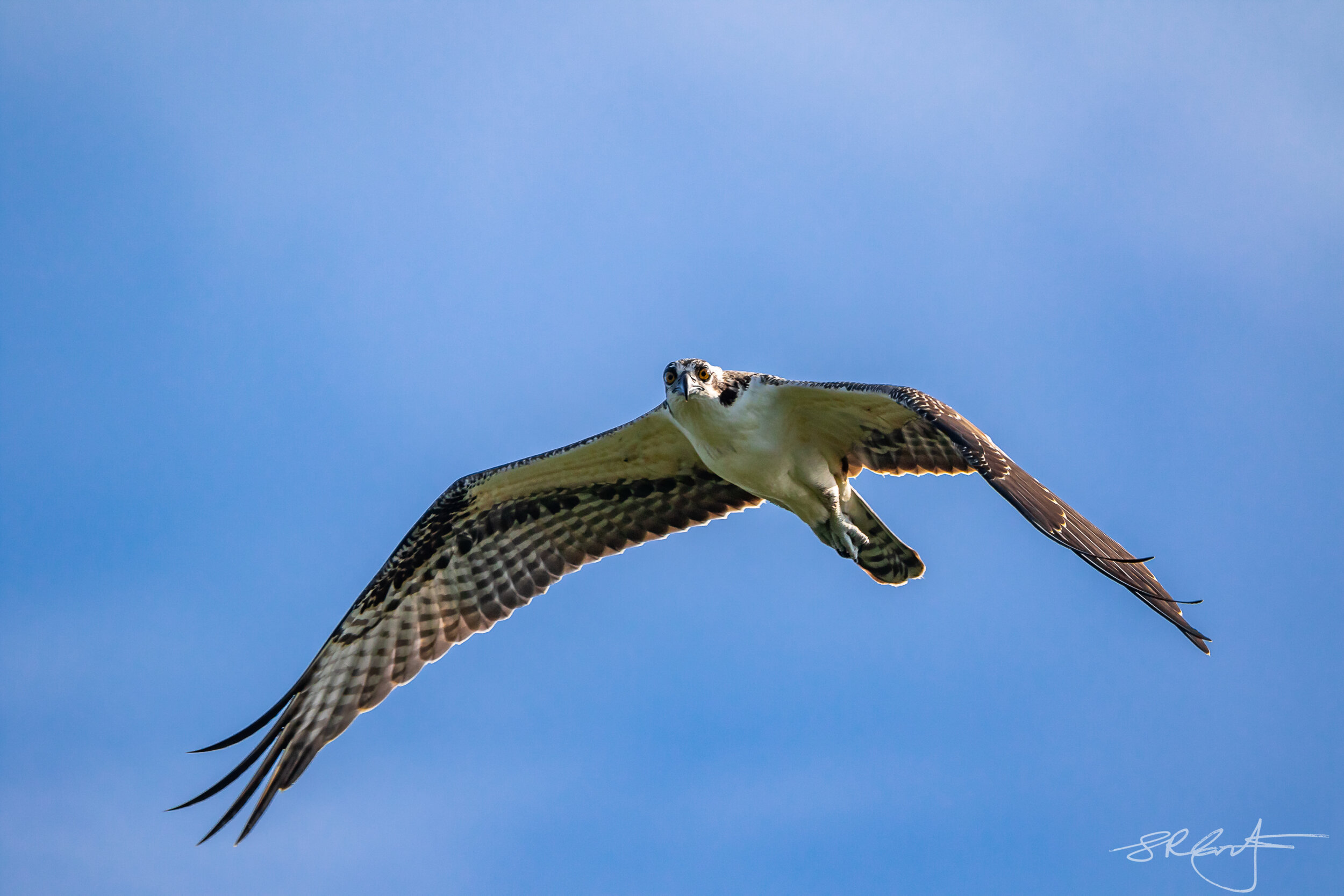 Osprey flyover