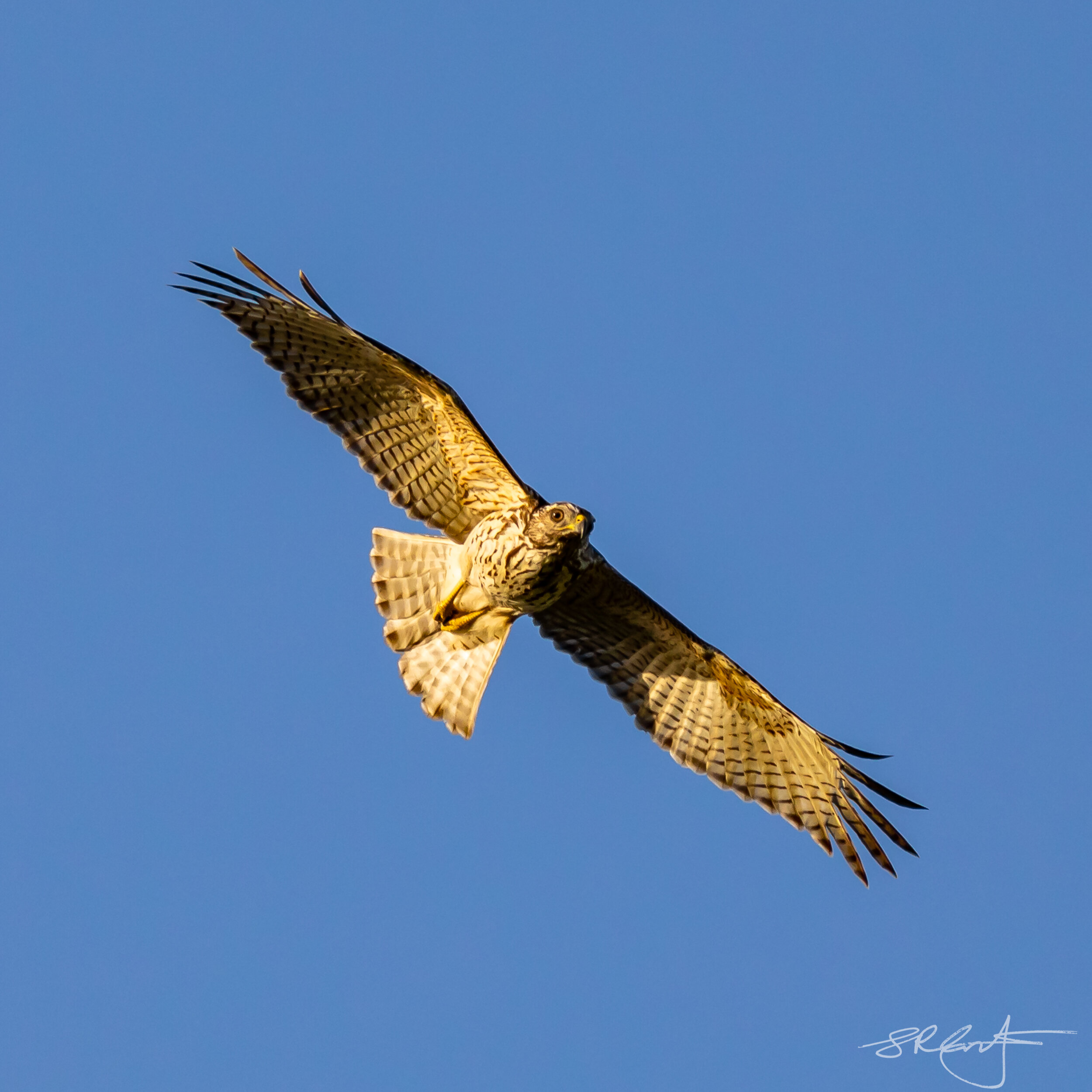 Red Shouldered Hawk, Juvenile