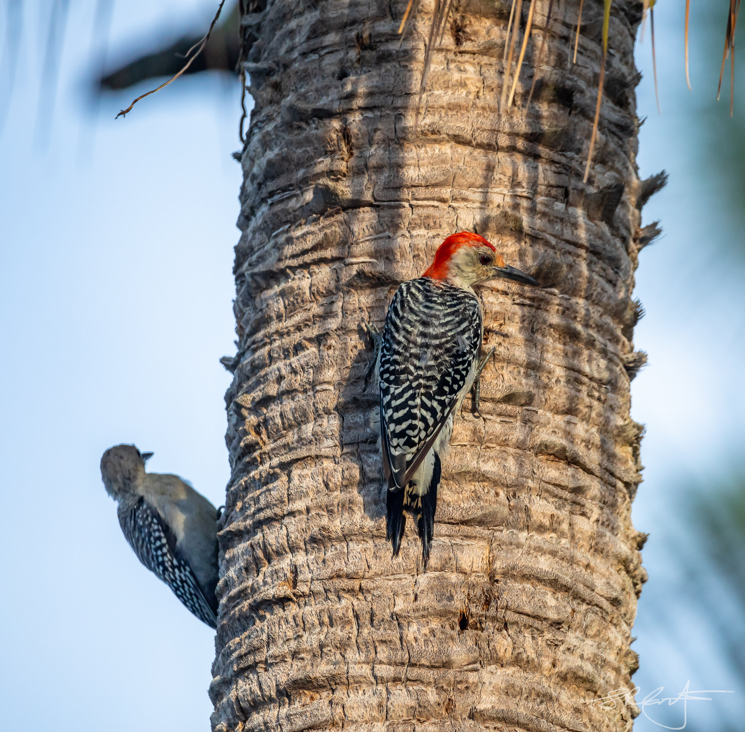 Red Bellied Woodpecker pair.
