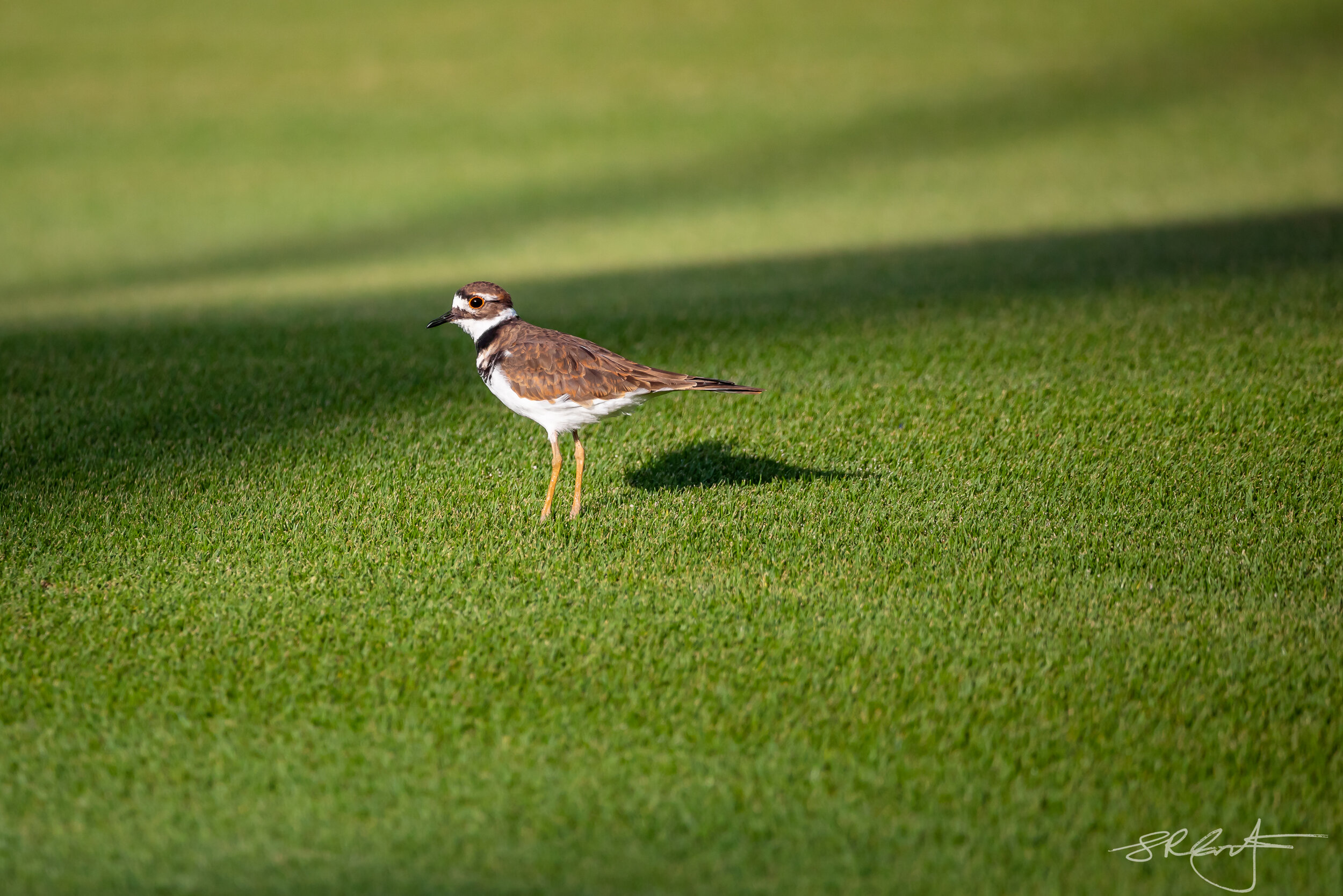 Killdeer on the golf course. Look at that grass.  Thank you Tom Lively !