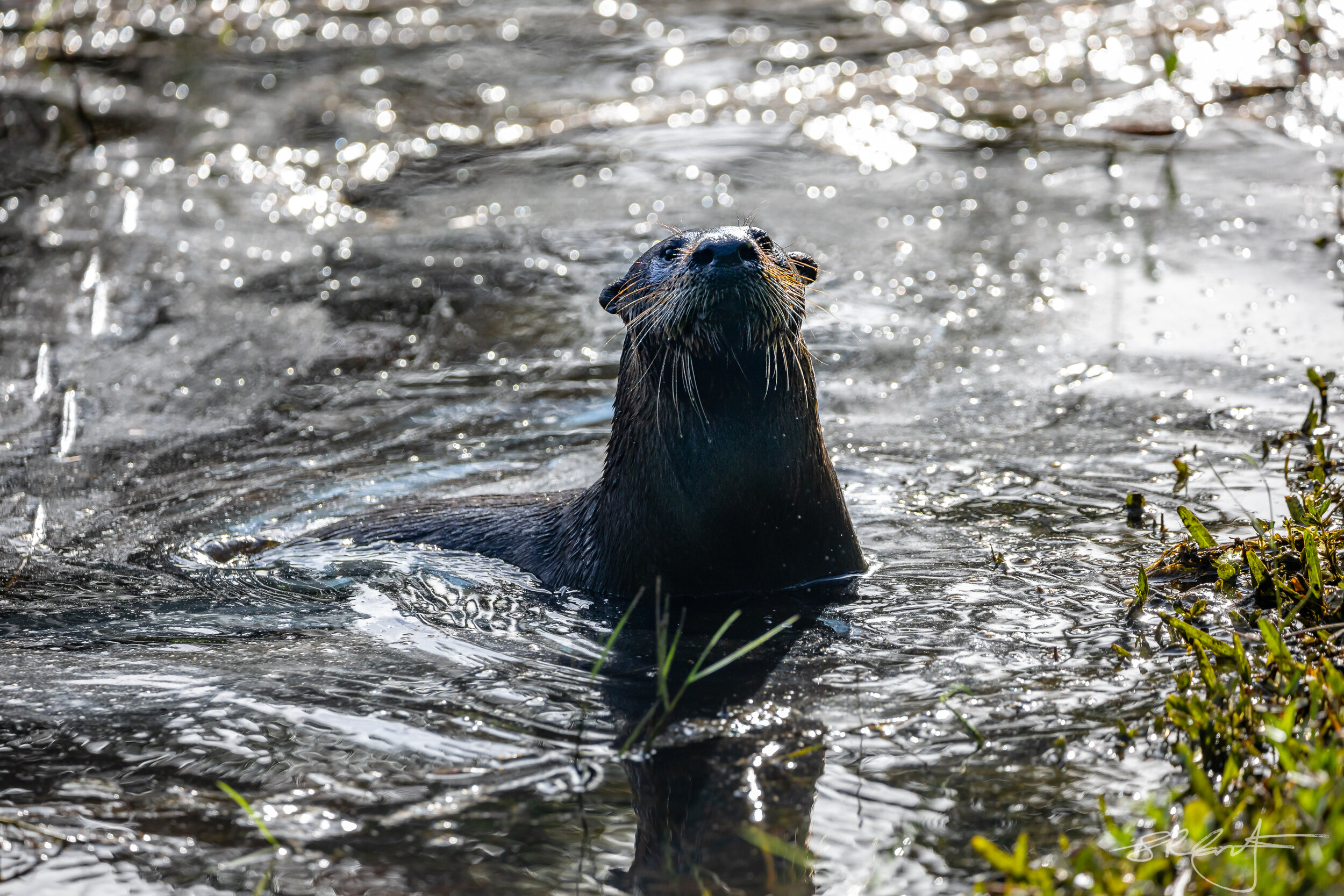 River Otter pops up and says hello.