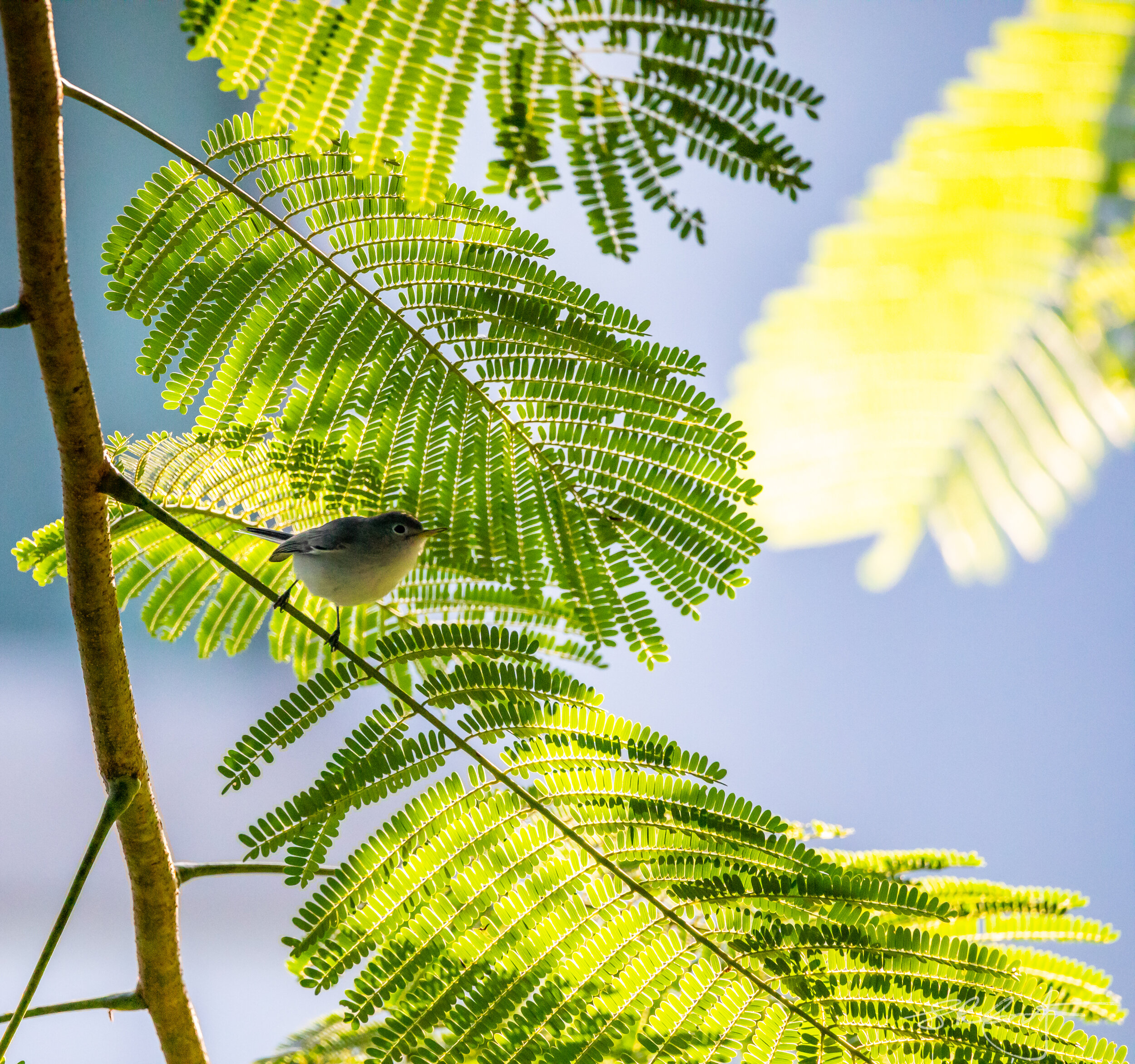 Blue Grey Gnatcatcher in the Royal Poinciana.